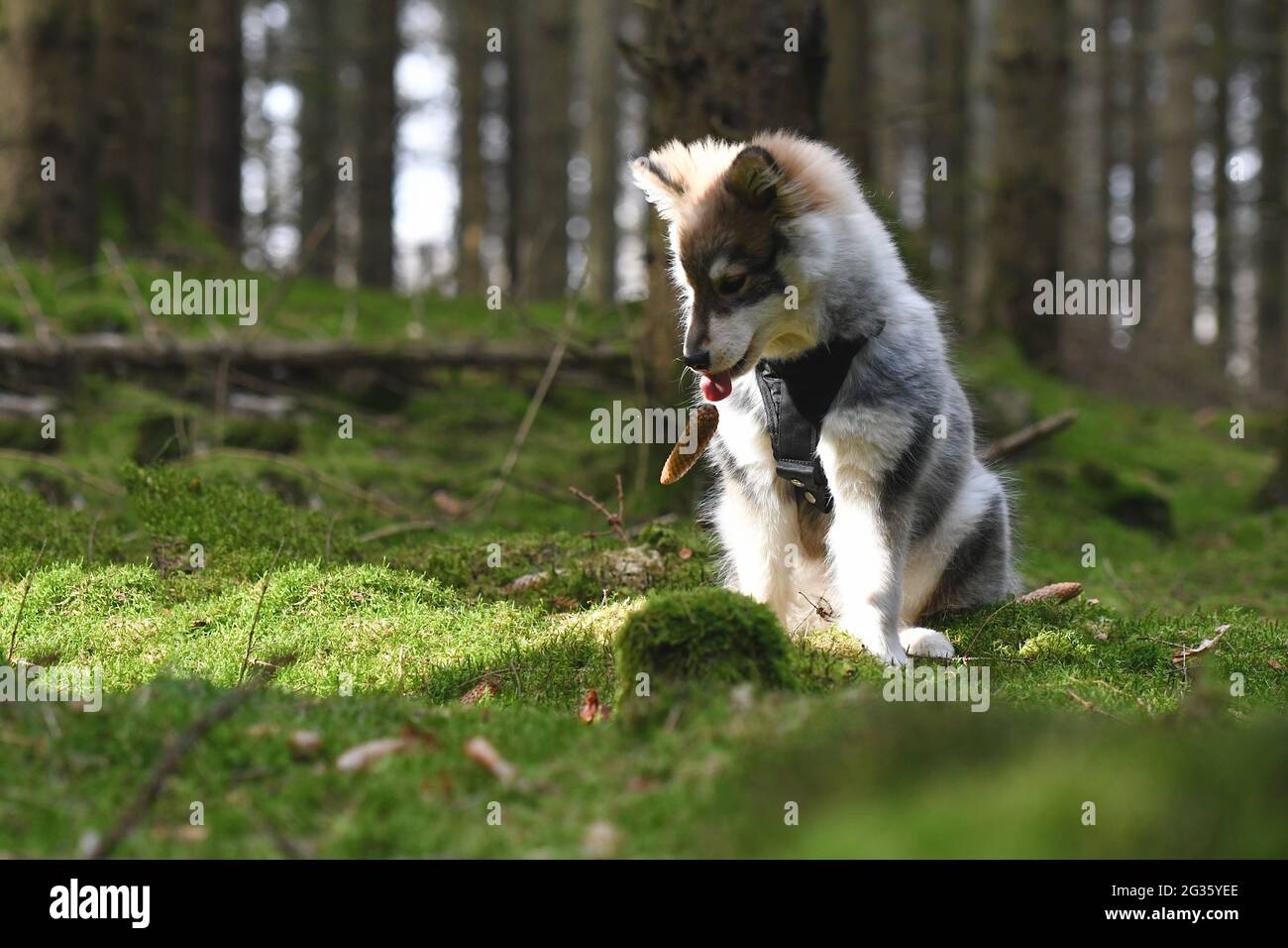 Portrait of a young puppy Finnish Lapphund dog in the forest Stock ...