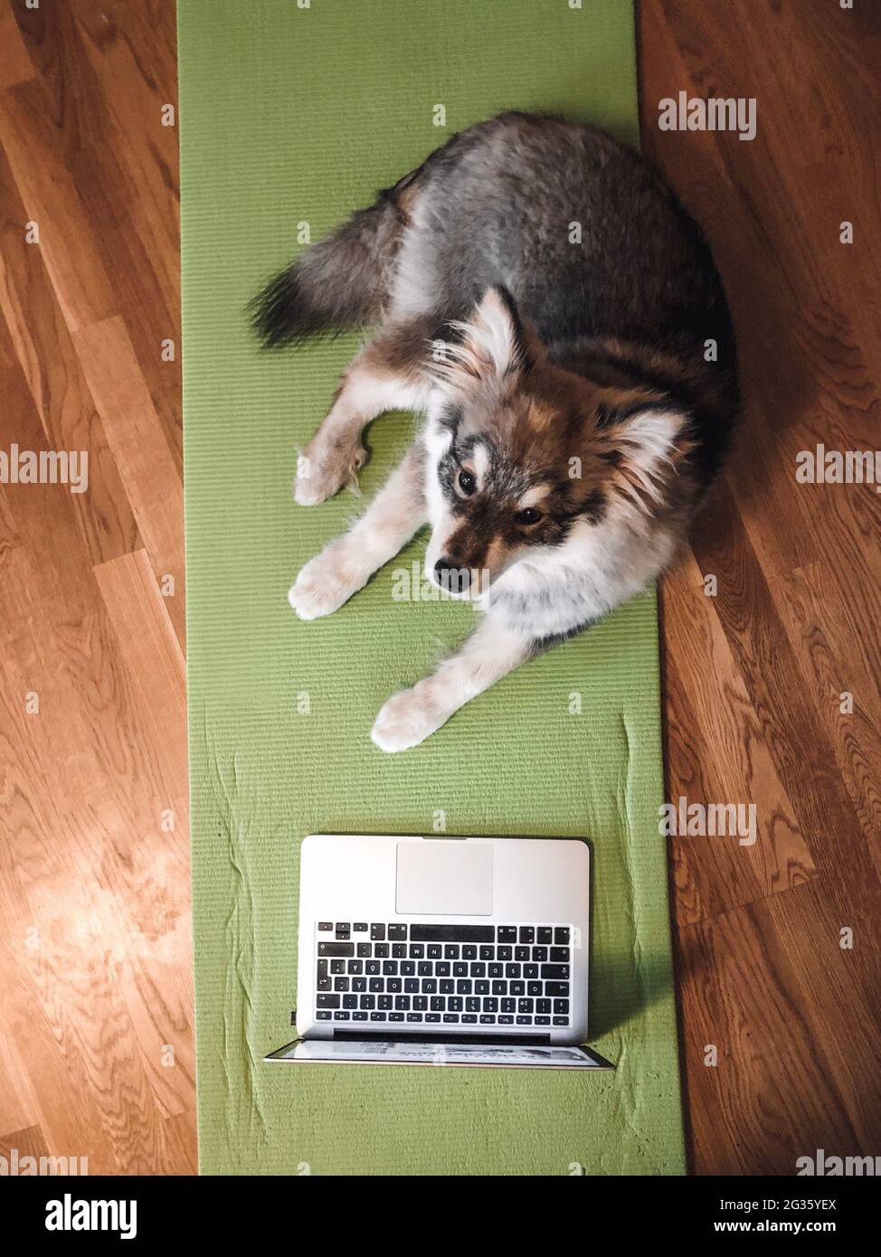 Overhead photo of a puppy Finnish Lapphund dog doing fitness or workout Stock Photo