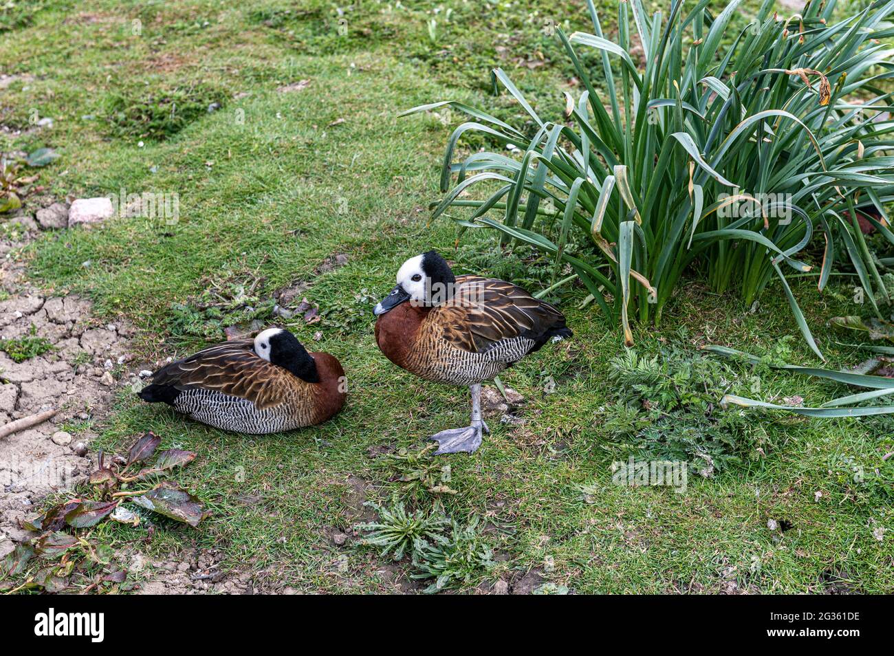 A pair of White-faced whistling ducks Stock Photo
