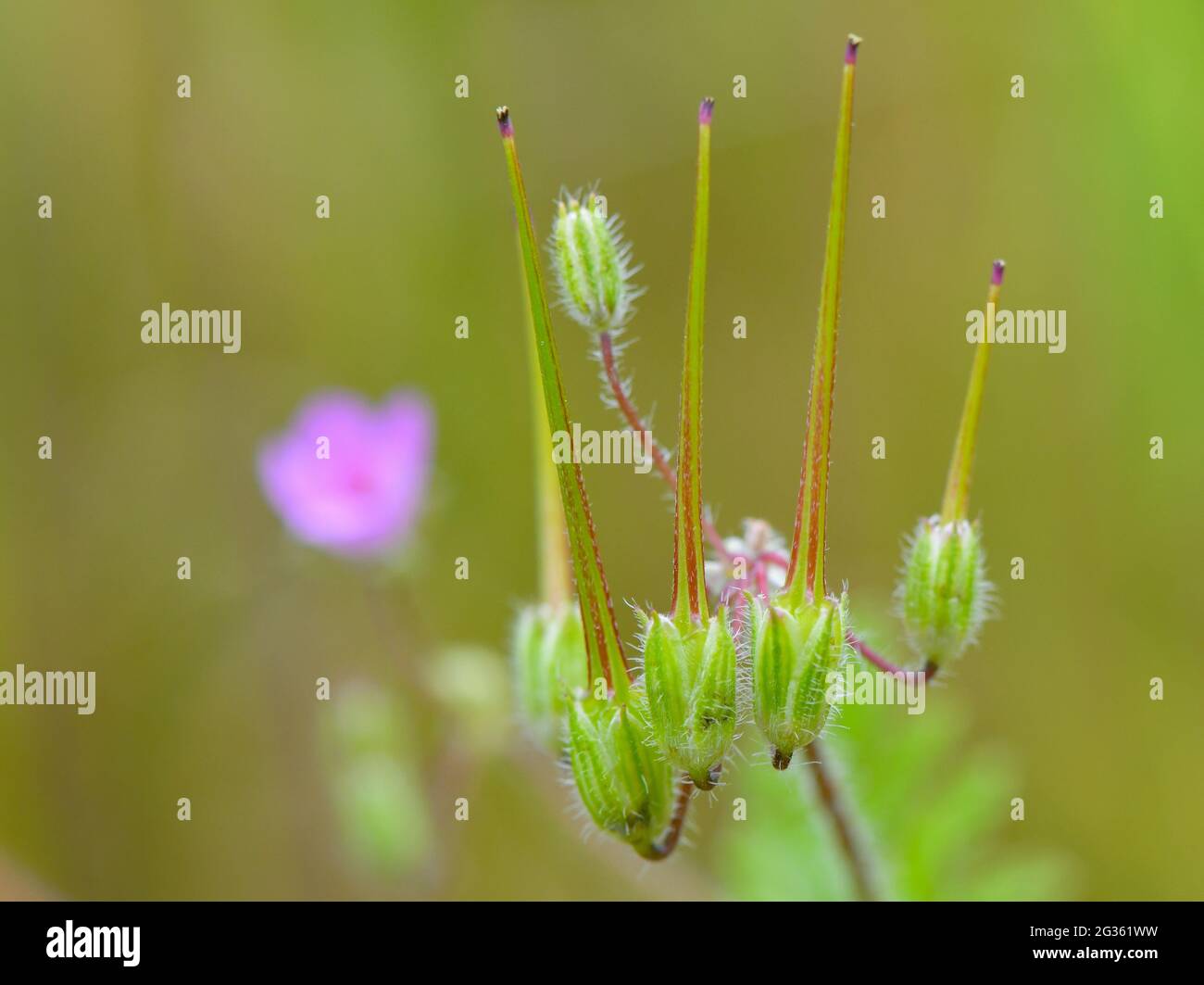 Sieversdorf, Germany. 13th June, 2021. The fruits with the strongly elongated pistil of the common heron's beak (Erodium cicutarium), which is also called hemlock-leaved heron's beak. The plant belongs to the genus Cranesbill within the cranesbill family (Geraniaceae). Credit: Patrick Pleul/dpa-Zentralbild/ZB/dpa/Alamy Live News Stock Photo