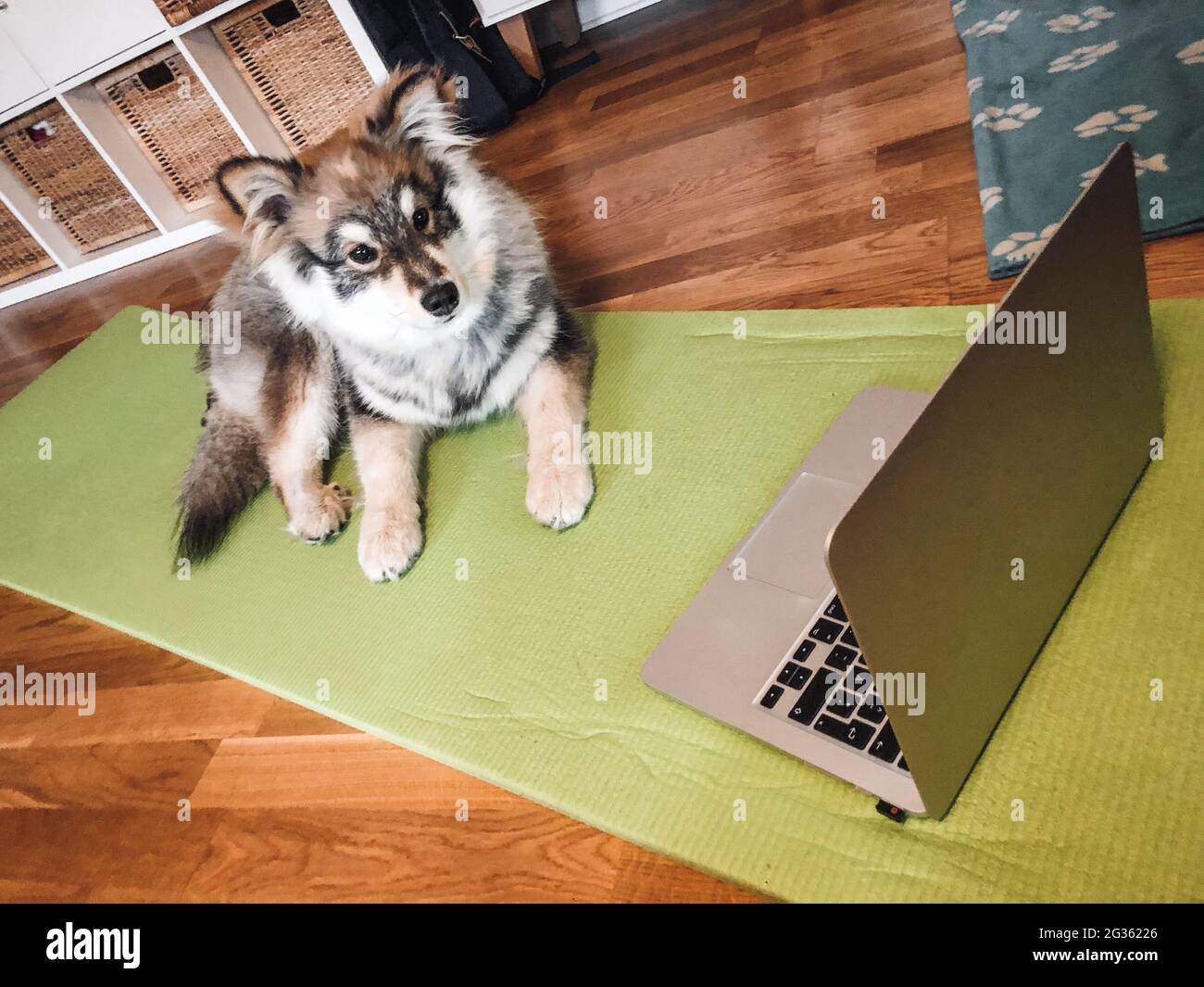 Photo of a puppy Finnish Lapphund dog doing fitness or workout Stock Photo