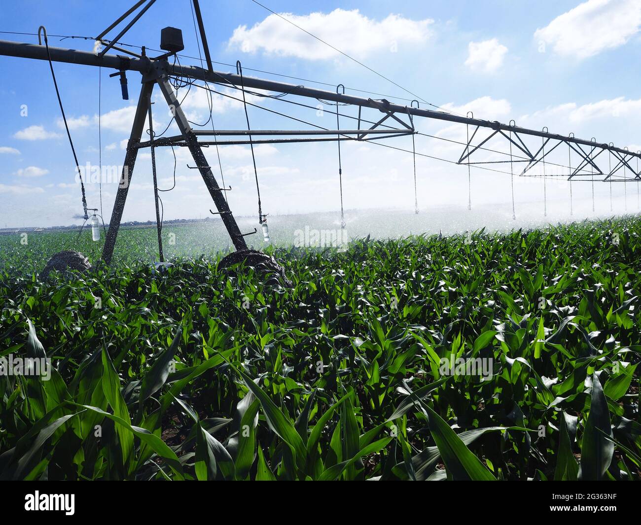 Smart Irrigation System for agriculture. Corn fields in Israel Stock