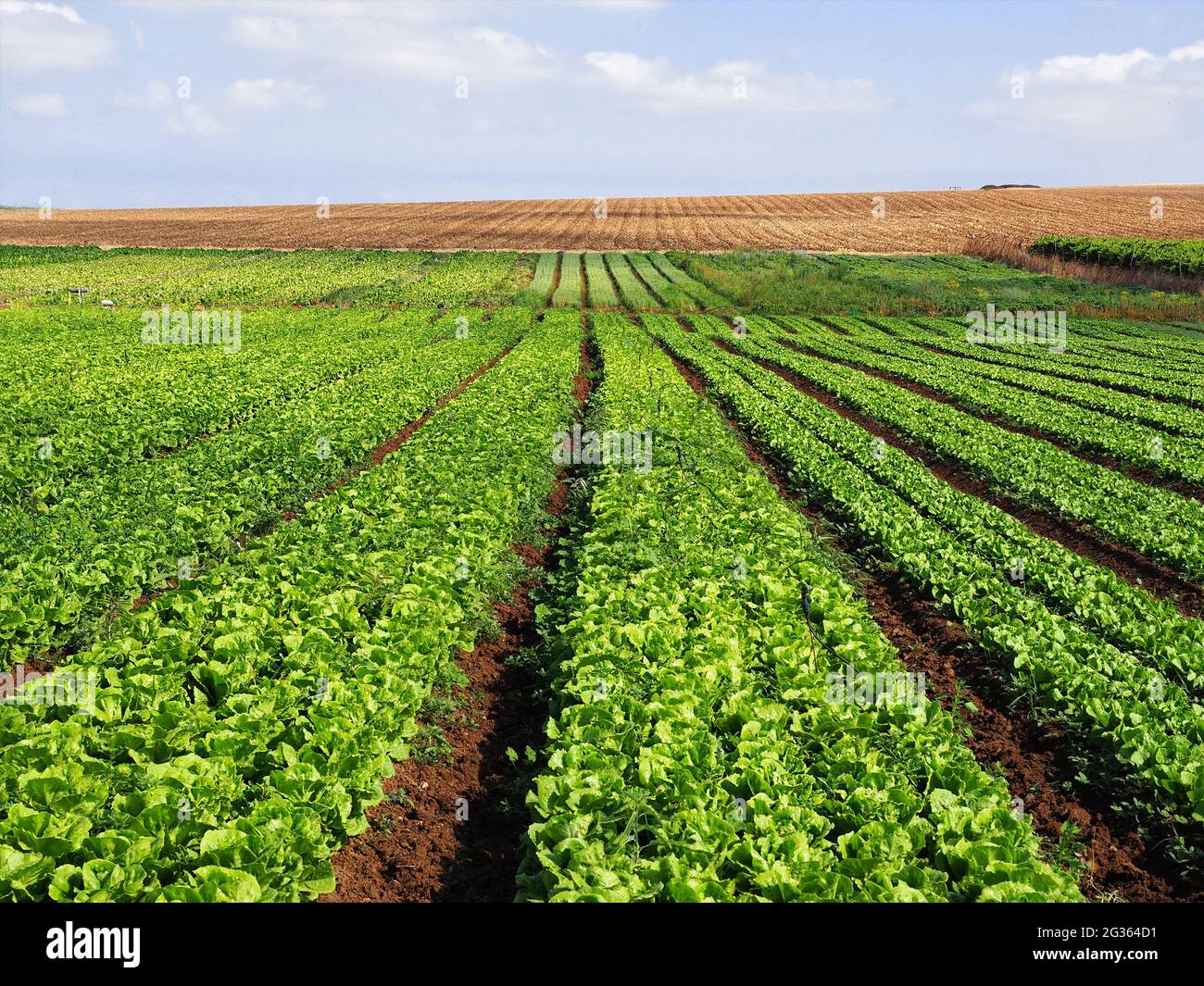 A field with fresh lettuce leaves. Israeli agriculture in the southern region. Stock Photo