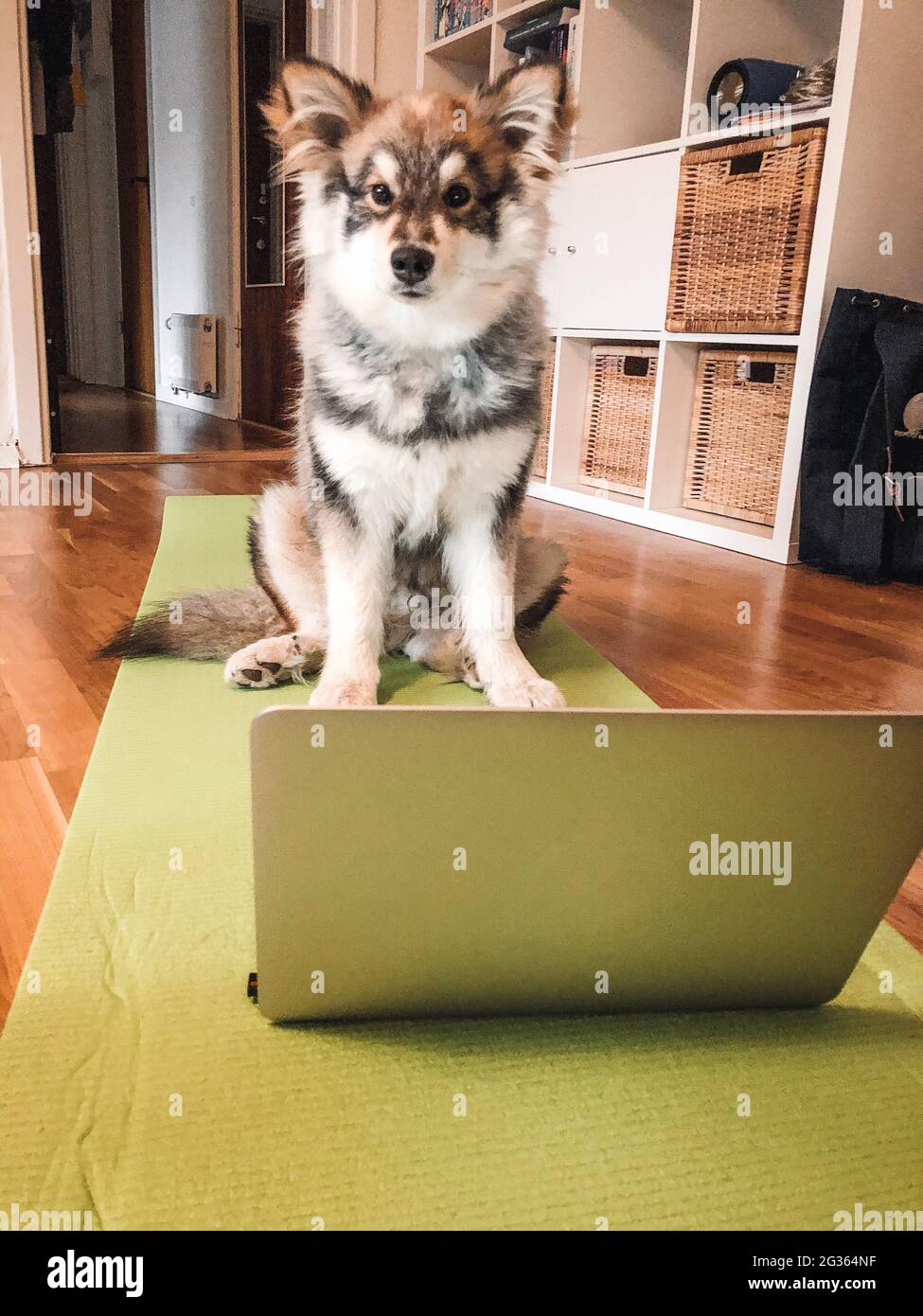 Photo of a young puppy Finnish Lapphund dog doing exercise Stock Photo