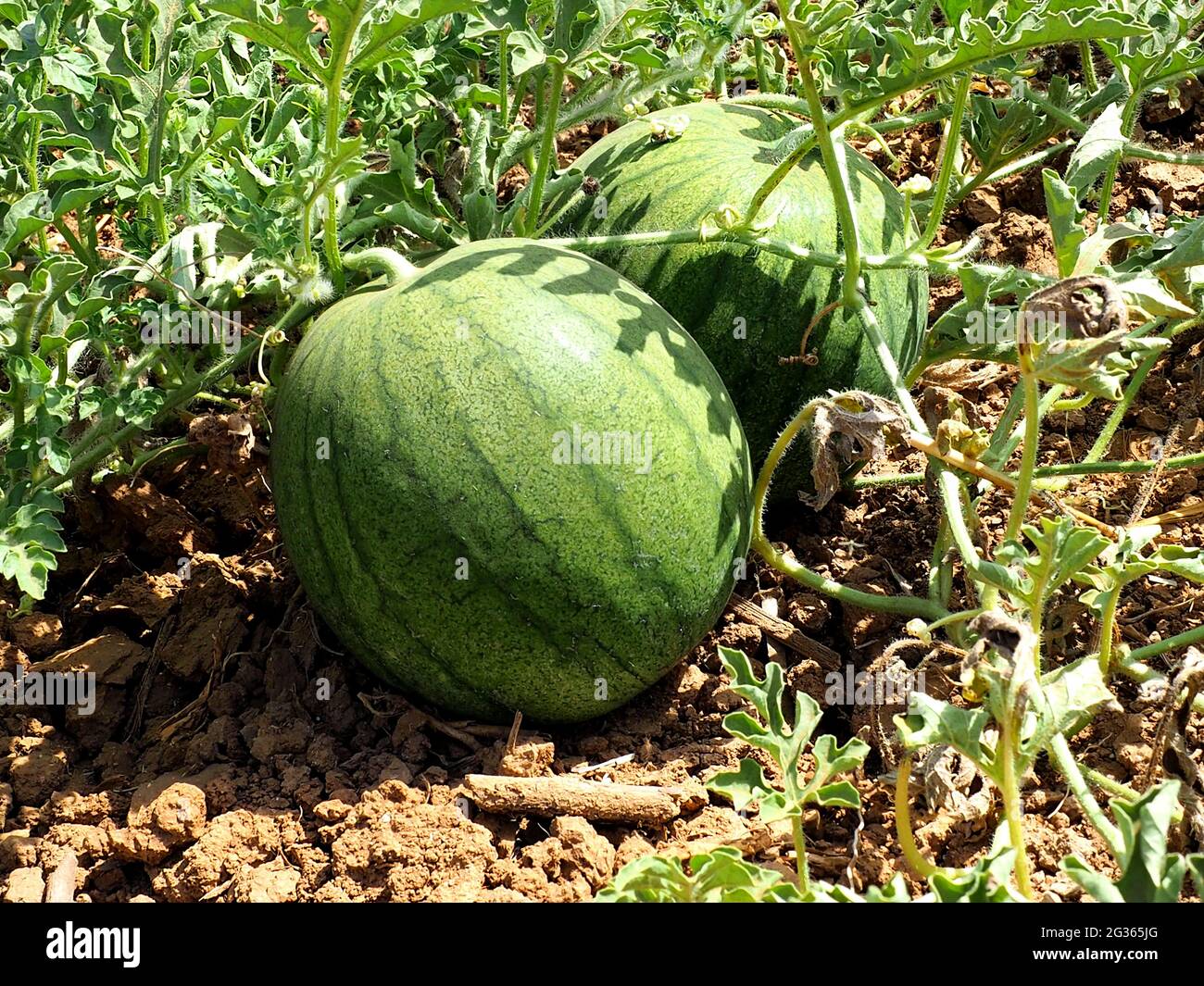 Close up watermelons hi-res stock photography and images - Alamy