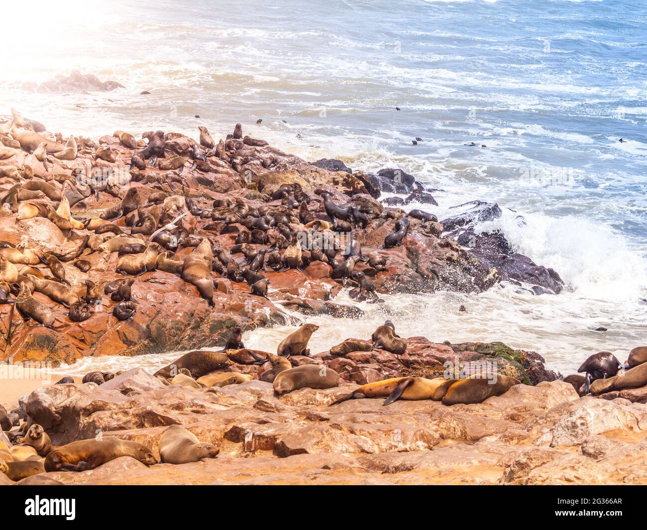 Brown fur seal, Arctocephalus pusillus, colony at Cape Cross in Namibia, Africa Stock Photo