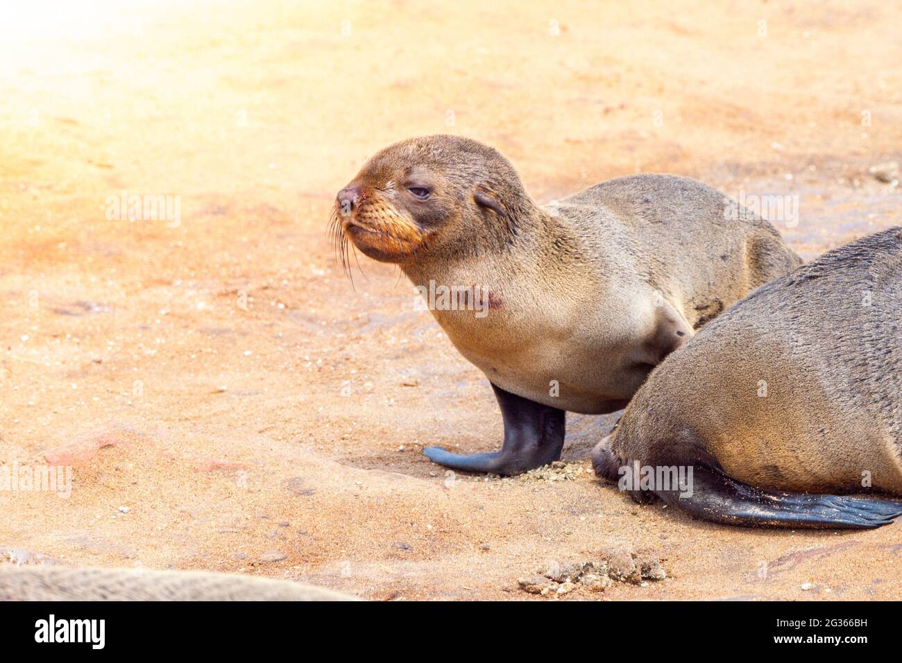 Brown Fur Seal, Arctocephalus pusillus Stock Photo
