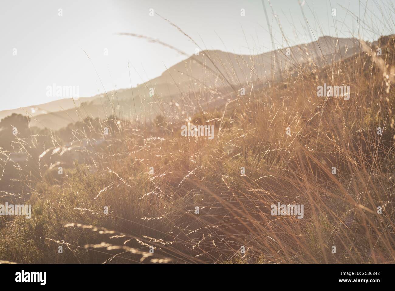Landscape climbing plants hi-res stock photography and images - Alamy