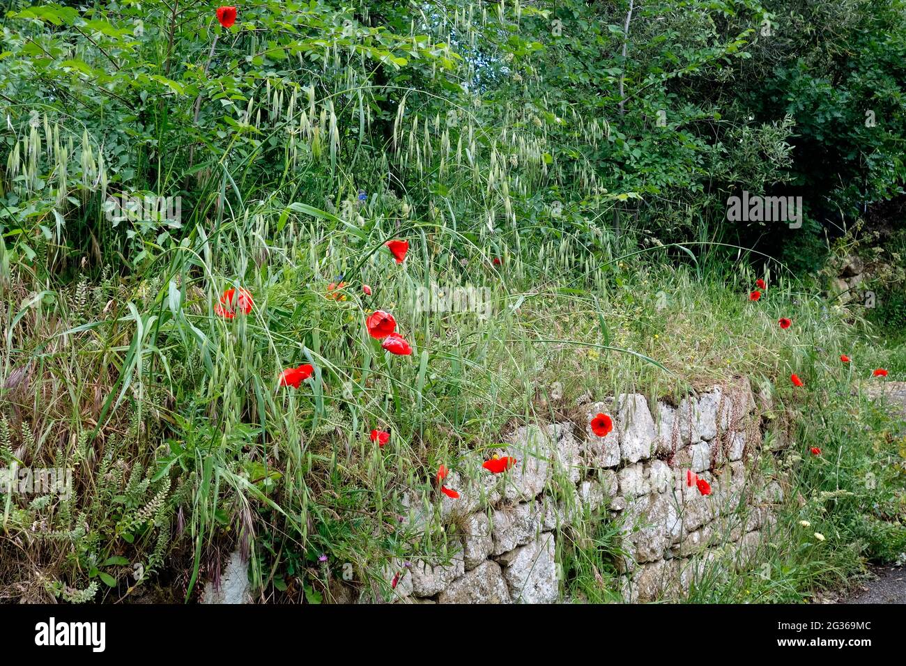 Tuscan wild flowers hi-res stock photography and images - Alamy
