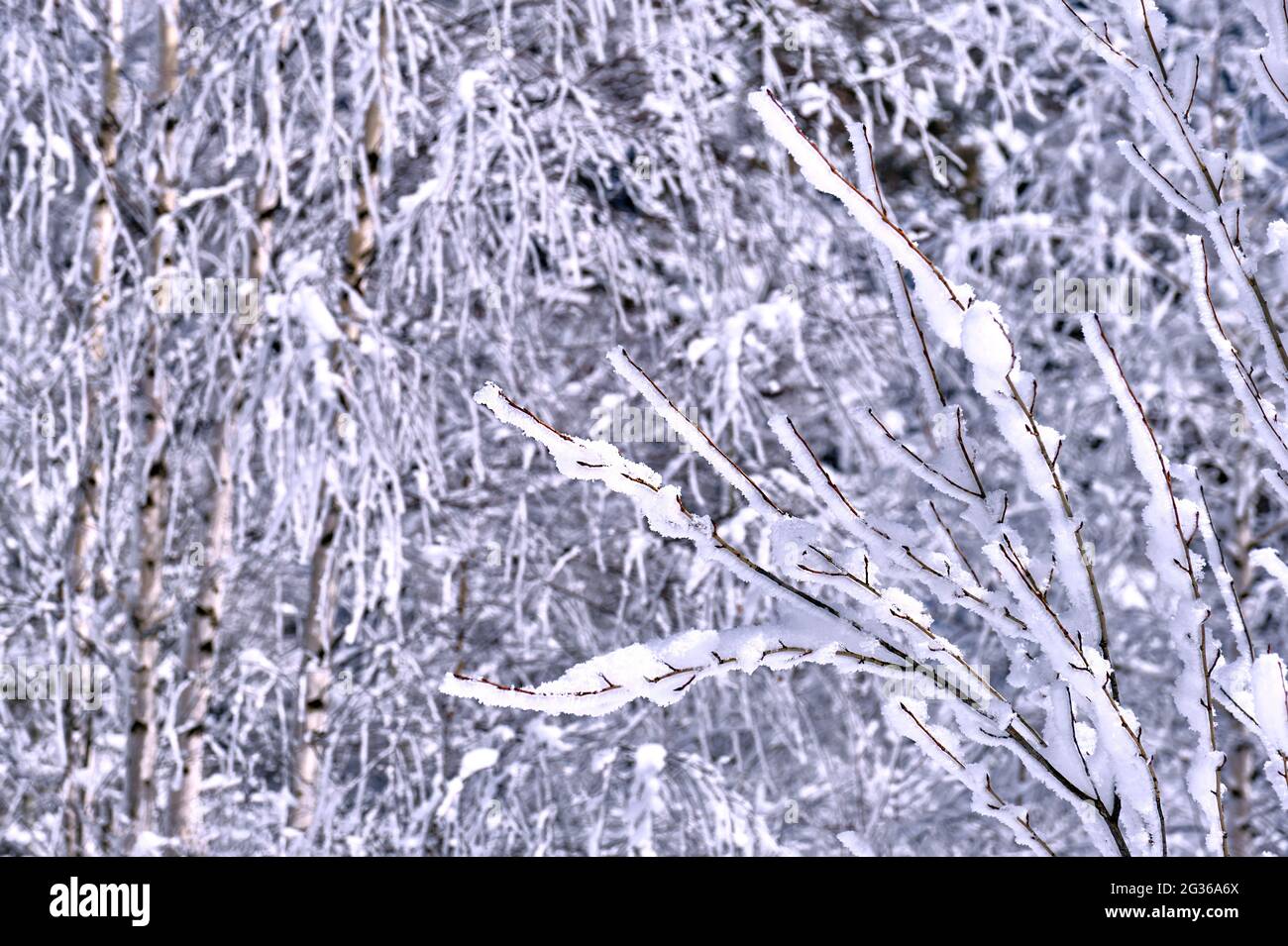 Morning white hoarfrost and snow on the branches of a tree; frozen plants after snowfall close-up Stock Photo