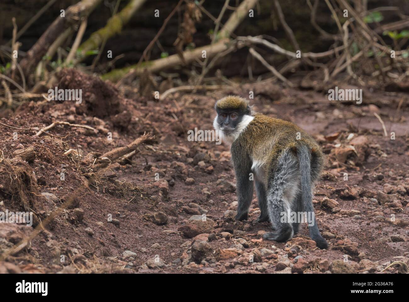 Bale Mountains Monkey - Chlorocebus djamdjamensis, endemic endangered primate from Bale mountains and Harrena forest, Ethiopia. Stock Photo