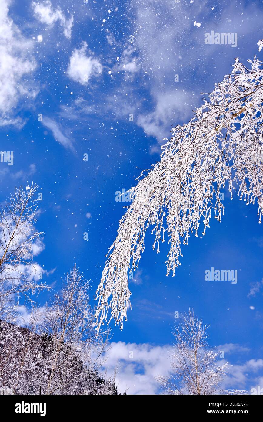 Morning white hoarfrost on the branches of a tree in the mountains on the background of blue sky with clouds; frozen plants after snowfall close-up Stock Photo