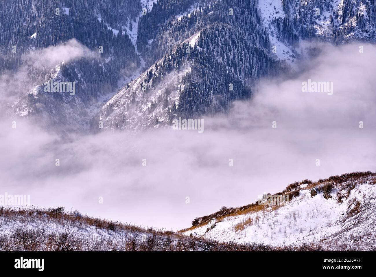 Mysterious atmosphere of clouds in the mountains with spruce forest Stock Photo