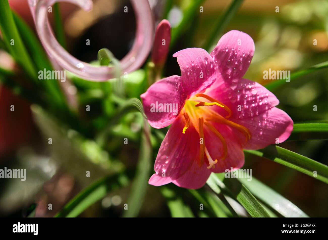 Spectacular bloom of tropical Zephyranthes, a flower with a bud at home on a windowsill Stock Photo