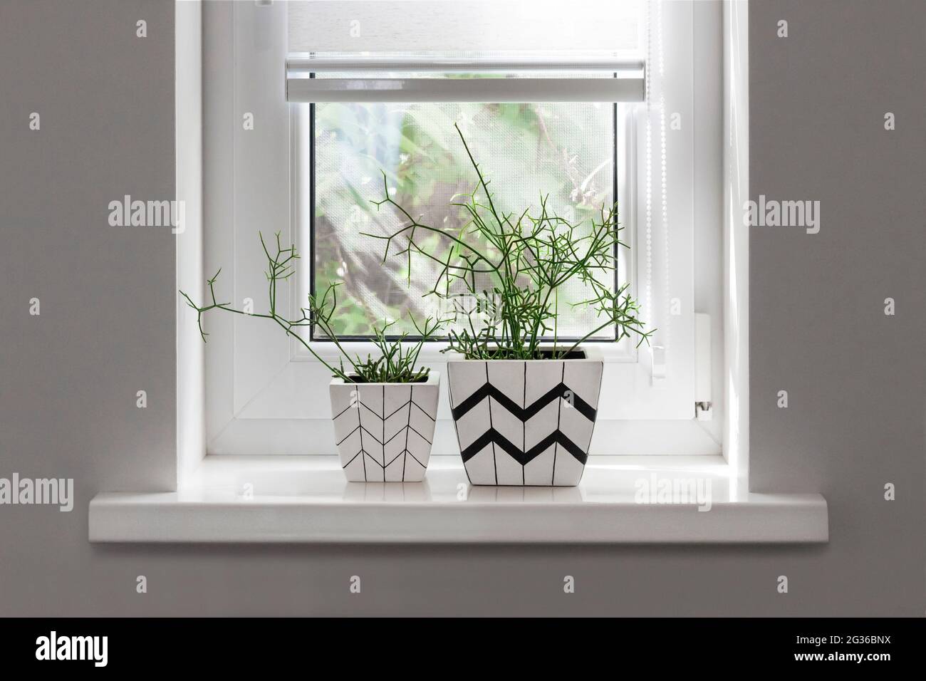 Two white square flower pots with geometric patterns with rhipsalis plants planted in them stand on windowsill with partially raised roller blind Stock Photo