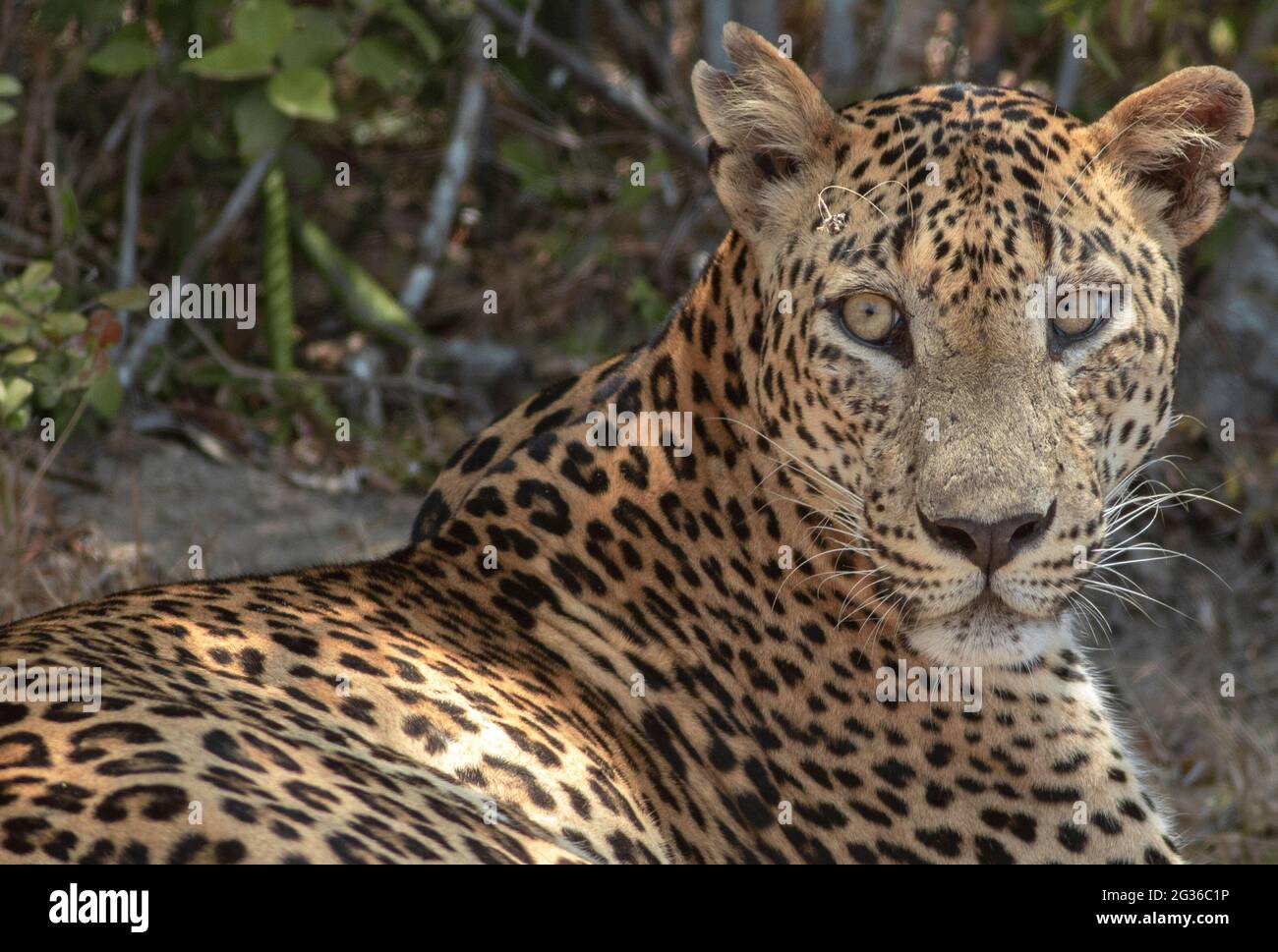 close up of a leopard; leopard close up; Leopard picture; side profile of a leopard; male leopard; young leopard; leopard body; leopard spots; leopard Stock Photo