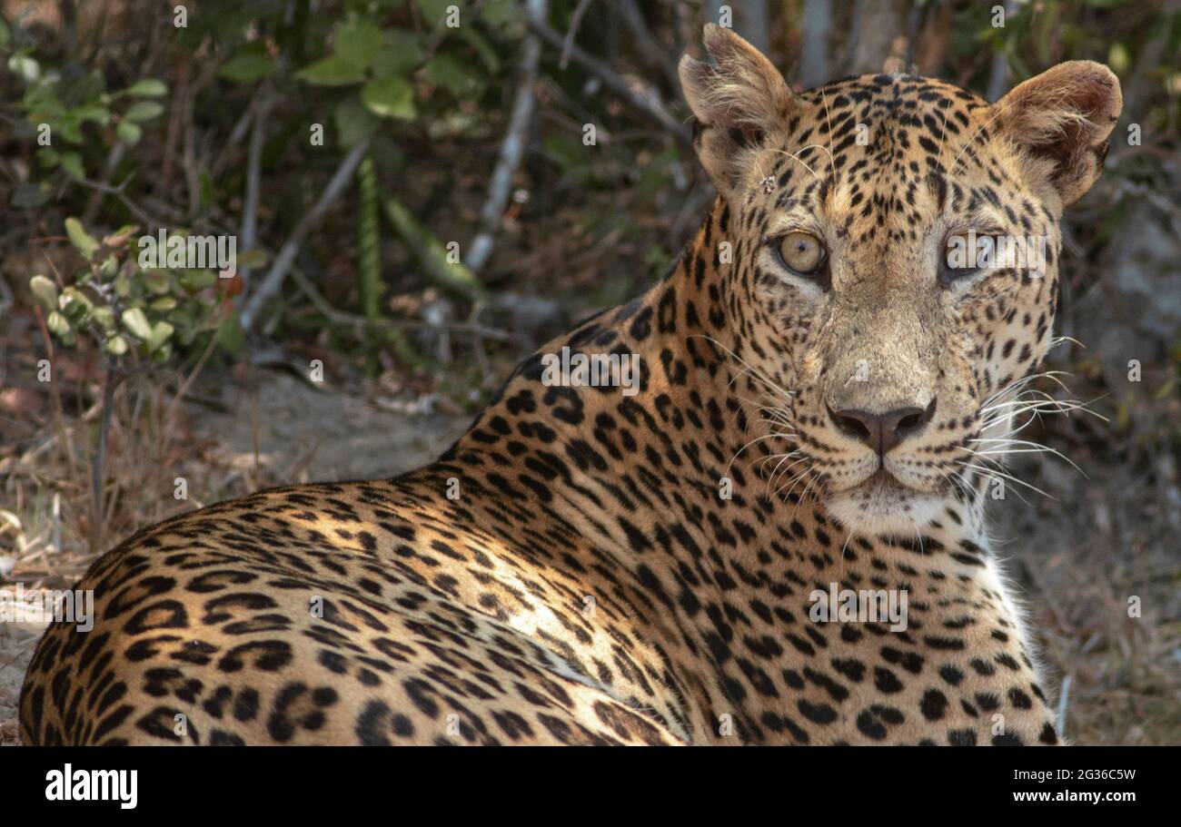 close up of a leopard; leopard close up; Leopard picture; side profile of a leopard; male leopard; young leopard; leopard body; leopard spots; leopard Stock Photo