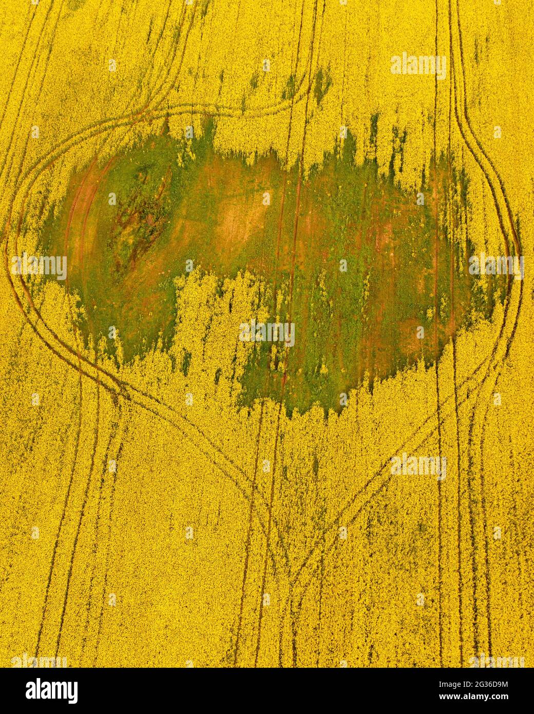 Aerial view of a yellow agricultural field with green parts and ...