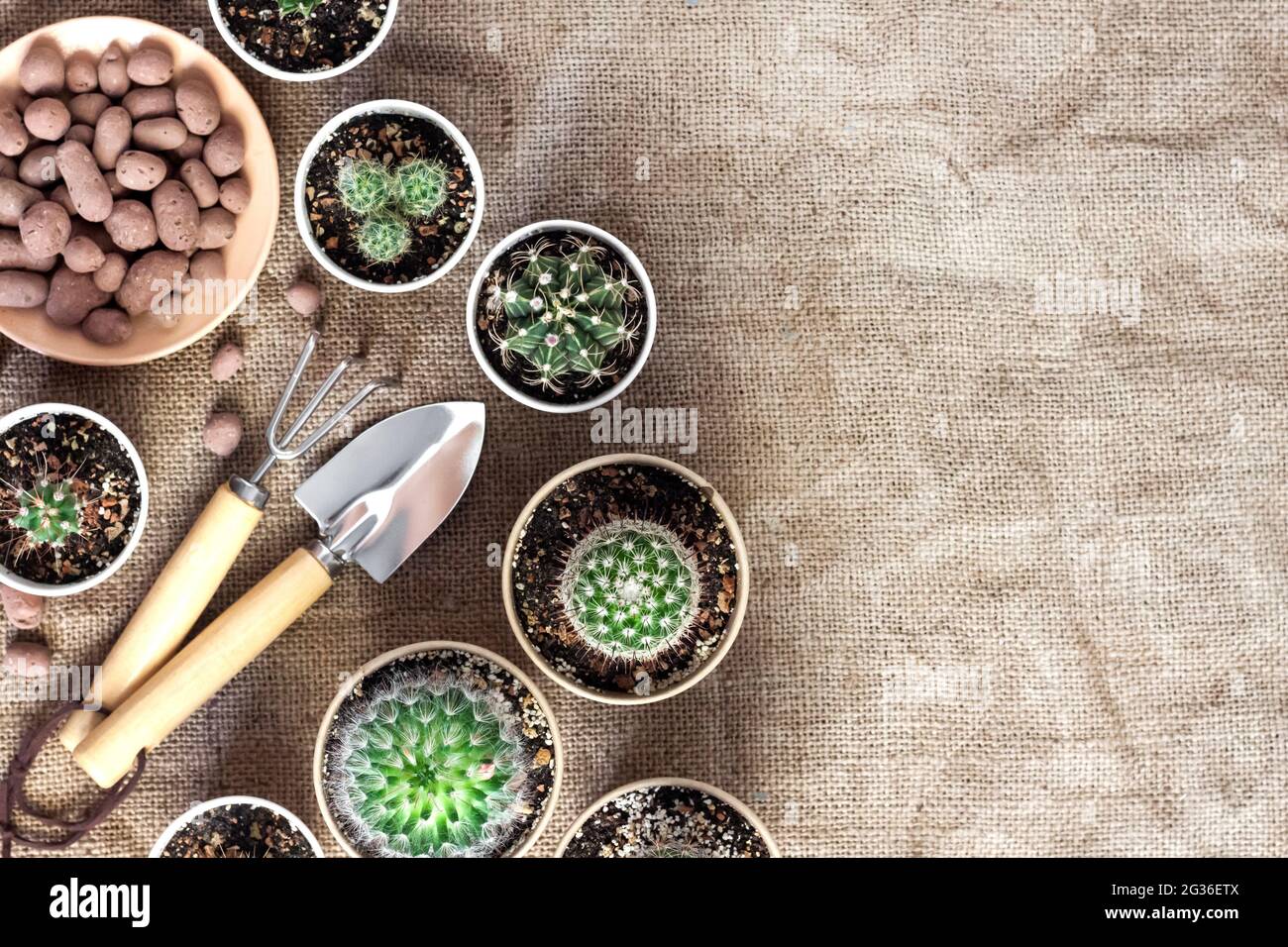 Cactus and succulent plants collection in small paper cups. Home garden. Flat lay, top view, copy space Stock Photo