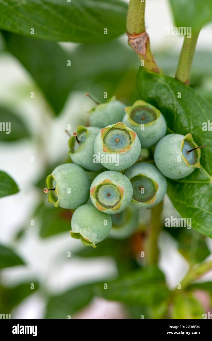 vertical image of developing blueberries, Cyanococcus  plump unripened fruit growing on a bursh , Extreme selective focus, blurred background copy spa Stock Photo