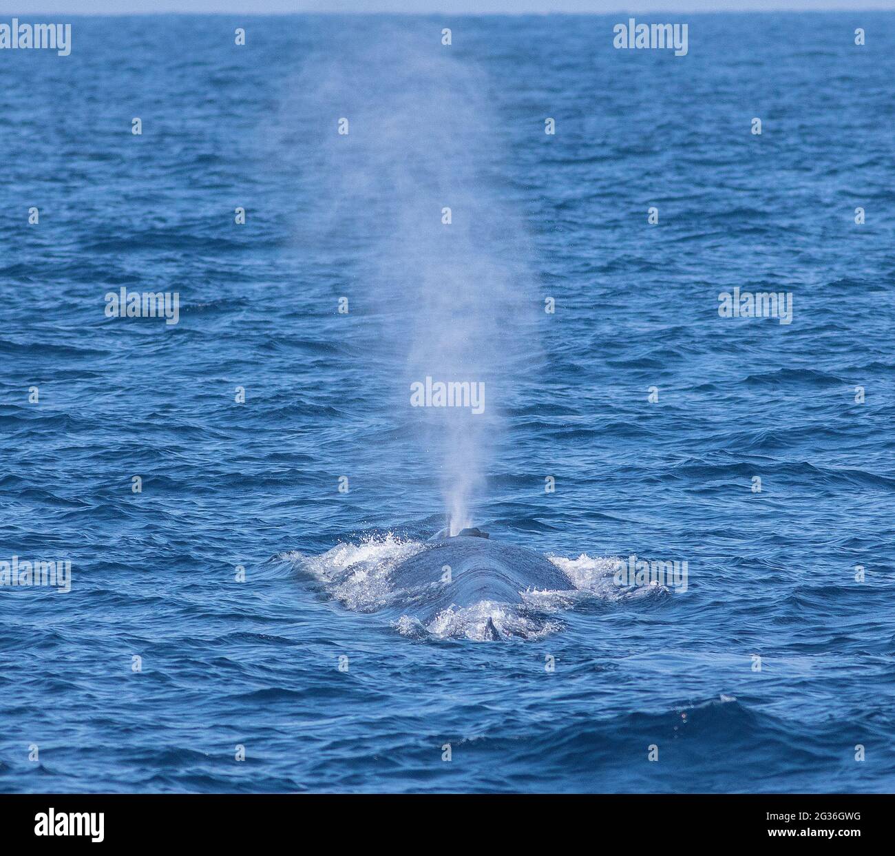 Blue whale blow hole; Blue whale blowing out water; whale spouting water from blow hole; whale blow hole; whale spraying water Stock Photo
