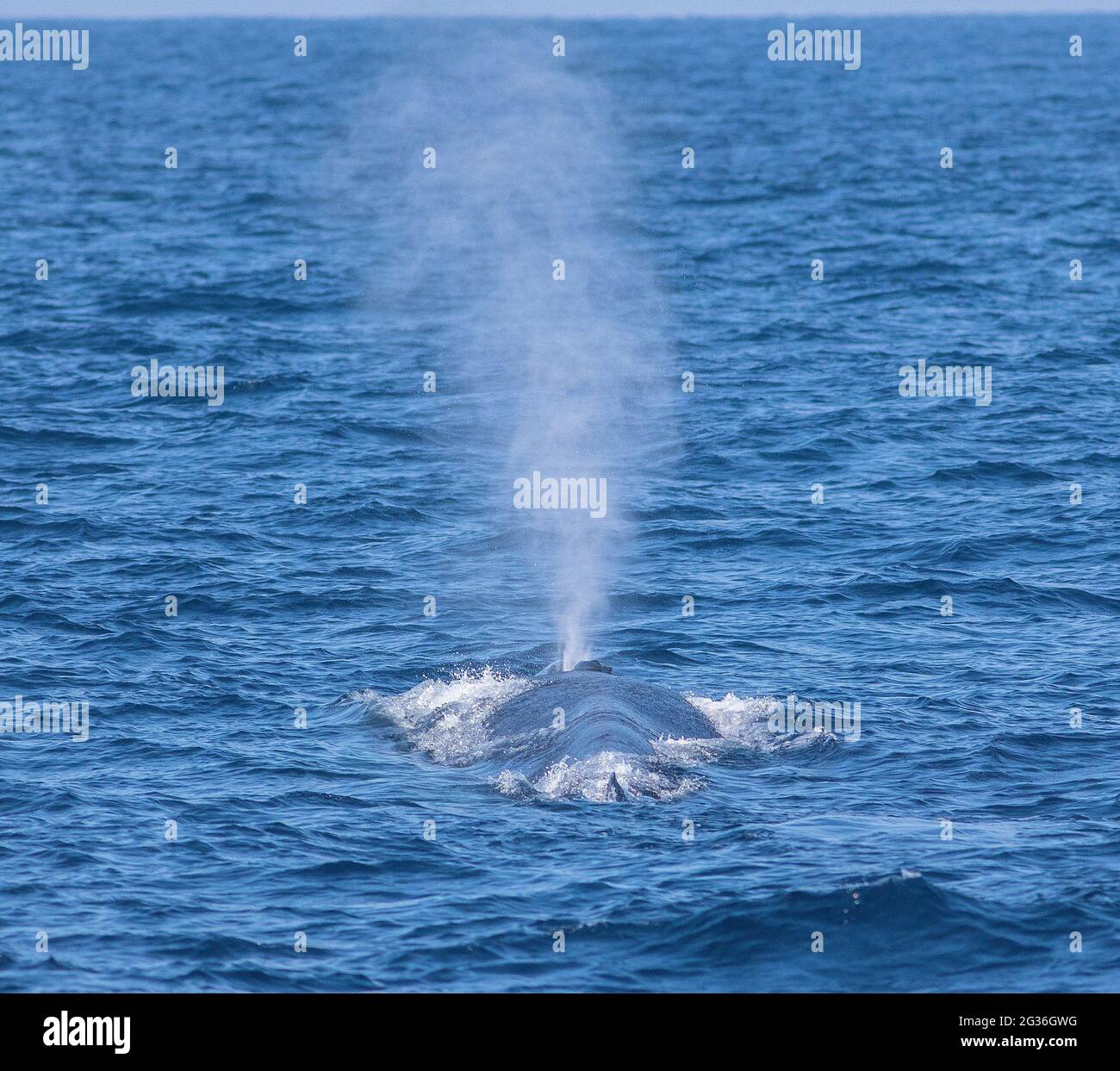 Blue Whale Blow Hole Blue Whale Blowing Out Water Whale Spouting 