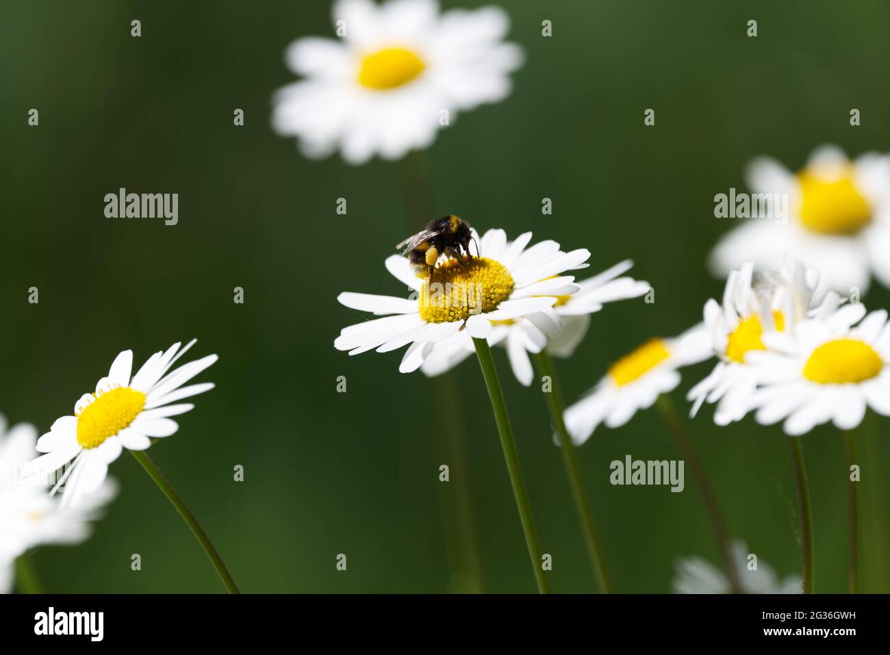 bee on giant daisy in field Stock Photo