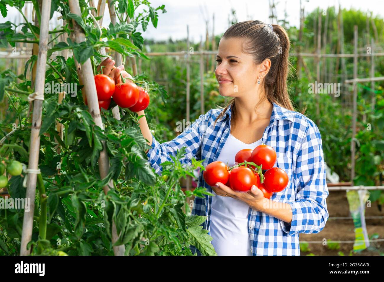 Farmer girl harvesting red hi-res stock photography and images - Alamy