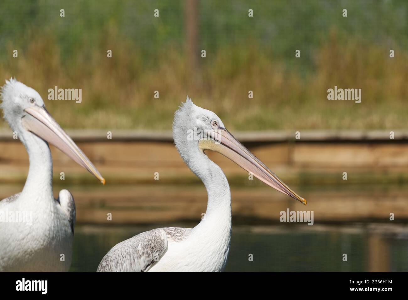 Close up of Dalmatian pelican Stock Photo