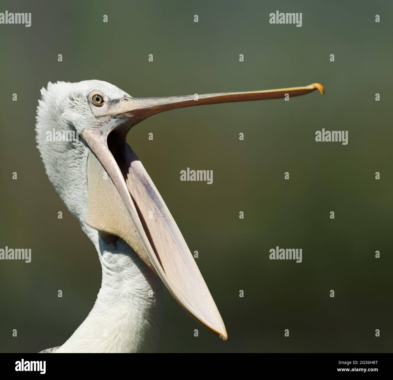 Close up of Dalmatian pelican Stock Photo