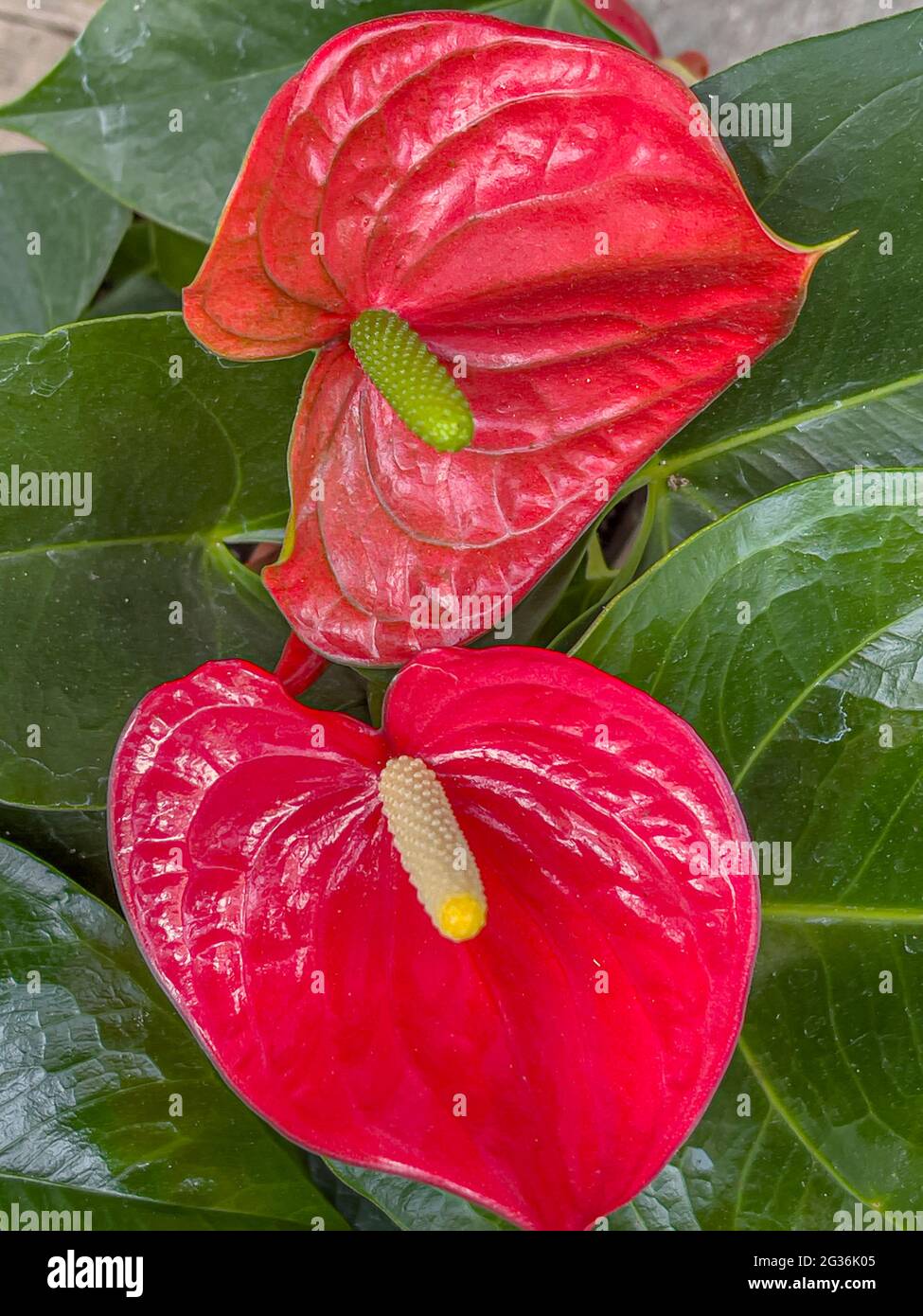 Anthurium,the largest genus of the arum family, Araceae.General common names include anthurium, tailflower, flamingo flower, and laceleaf Stock Photo