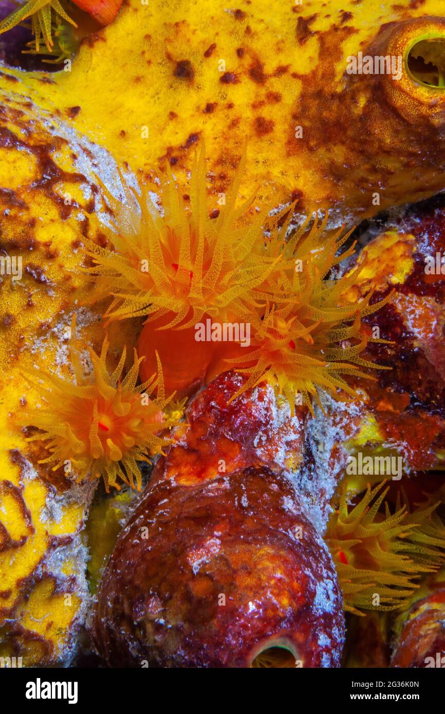 Orange cup coral,Tubastraea coccinea,belongs to a group of corals known as large-polyp stony corals Stock Photo
