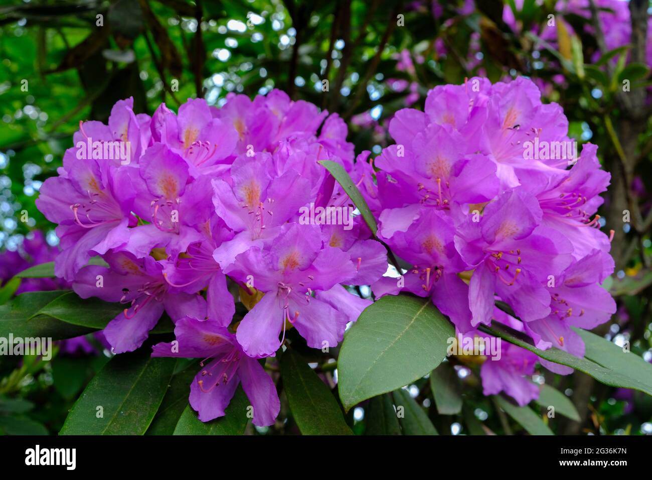 The high parts of the eastern Black Sea region are colored with rhododendrons blooming in spring. As in the highlands of Maçka district of Trabzon pro Stock Photo