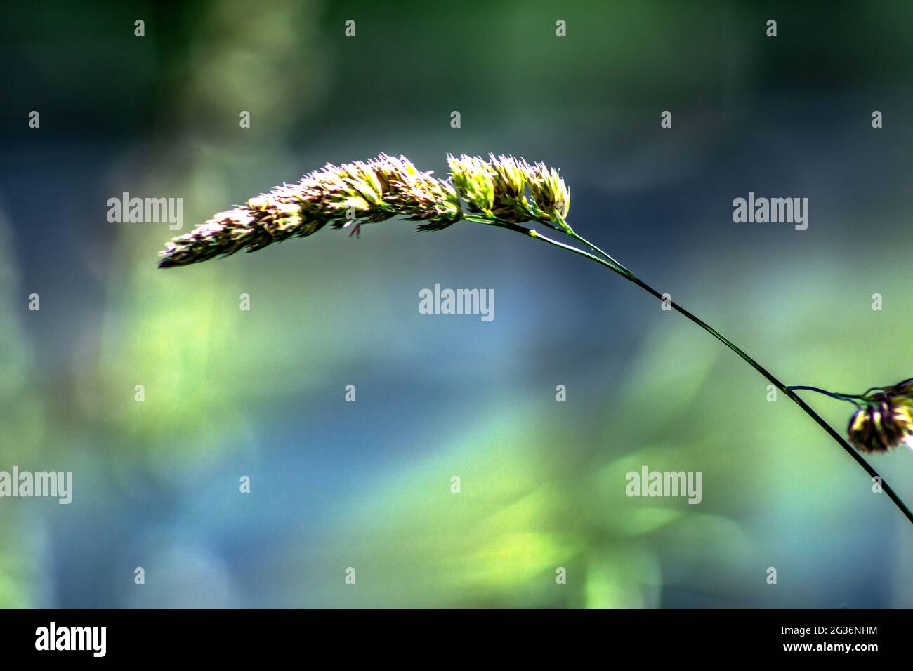 Enjoy nature : Growth Stock Photo