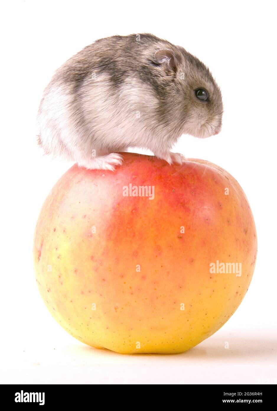small desert hamsters, dwarf hamsters (Phodopus spec.), stands on an