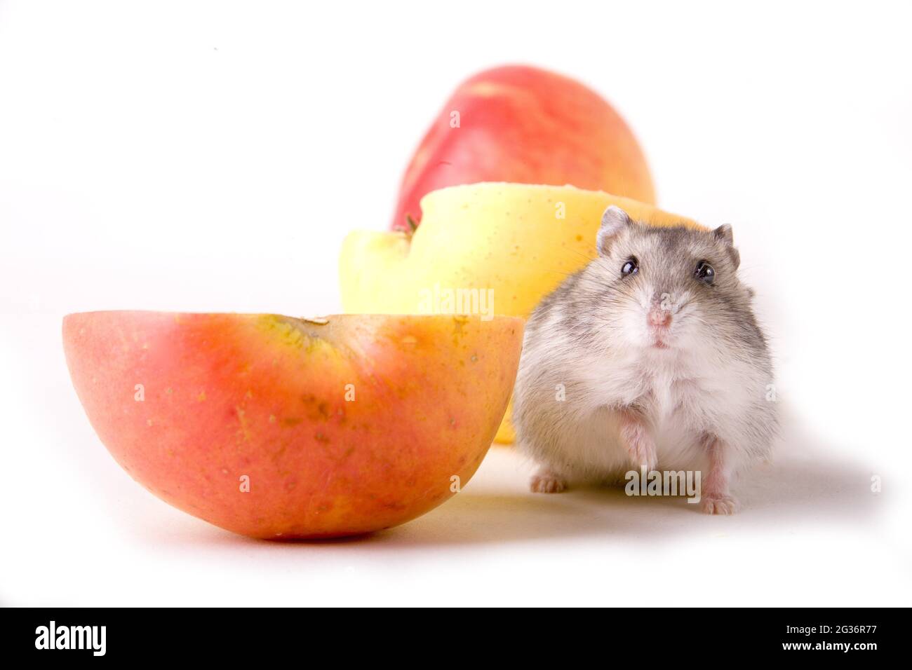 small desert hamsters, dwarf hamsters (Phodopus spec.), sits next to an halved apple, cut-out Stock Photo
