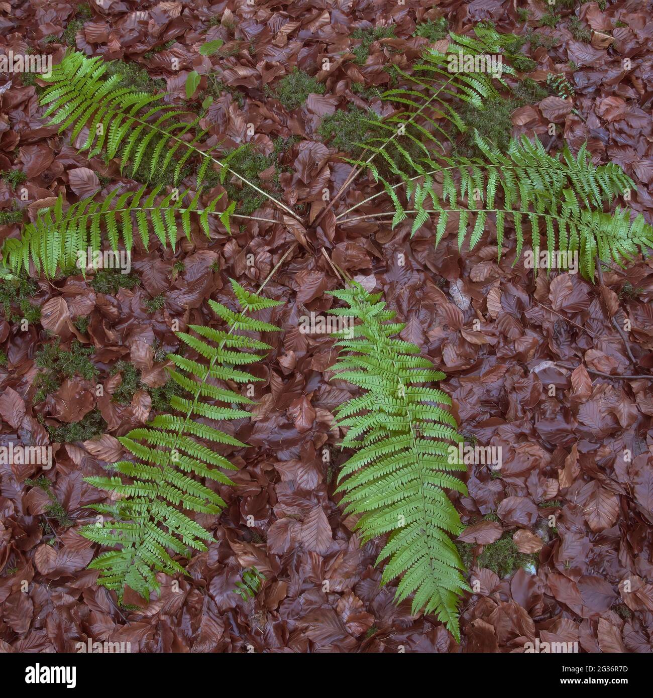 Male fern, Worm fern (Dryopteris filix-mas), grown star-shaped, Germany, North Rhine-Westphalia Stock Photo