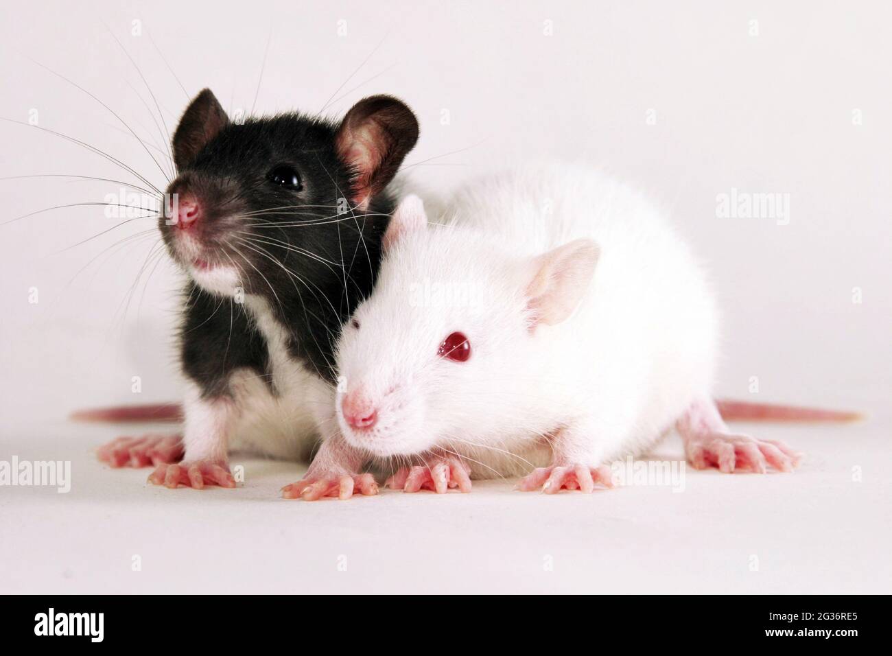Brown white rats hires stock photography and images Alamy