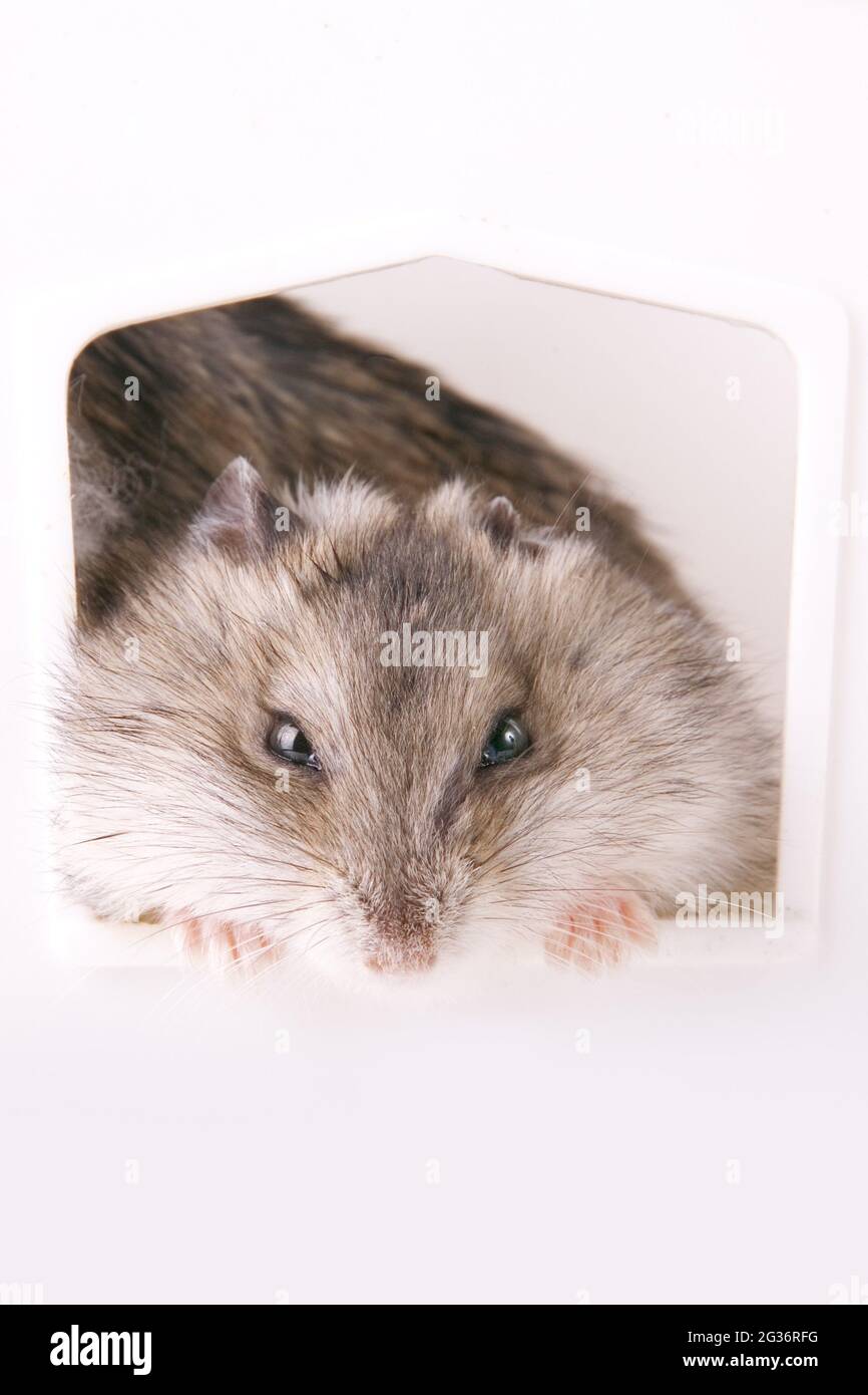 small desert hamsters, dwarf hamsters (Phodopus spec.), single small desert hamster peering out of a pet house, cut-out Stock Photo