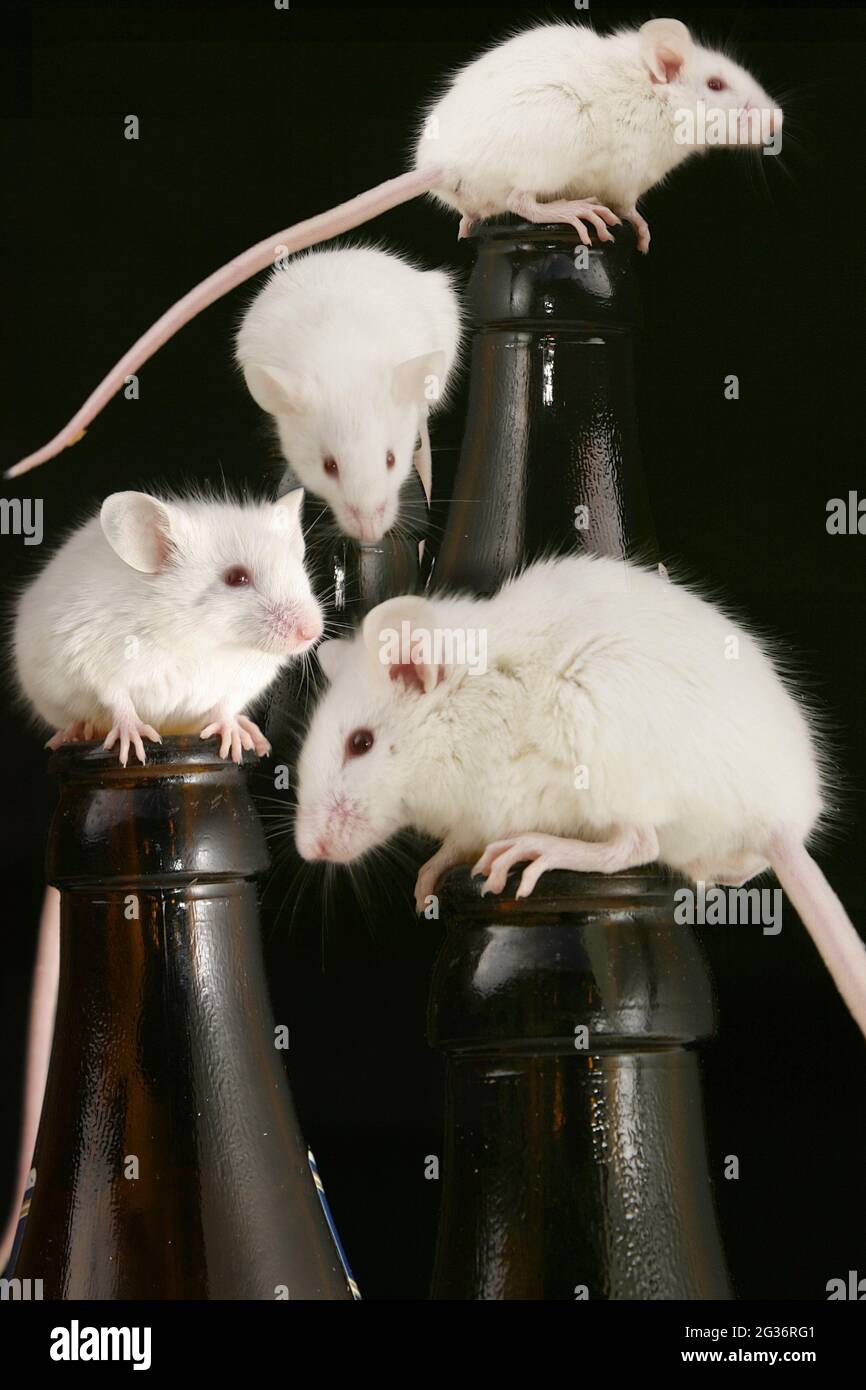 fancy mouse (Mus musculus), albino mouse on a bottle, composing Stock Photo