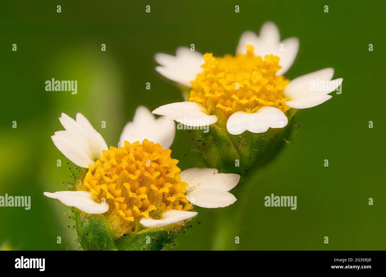 Shaggy soldier, Hairy galinsoga (Galinsoga ciliata, Galinsoga quadriradiata), two flower heads, Germany, Bavaria Stock Photo