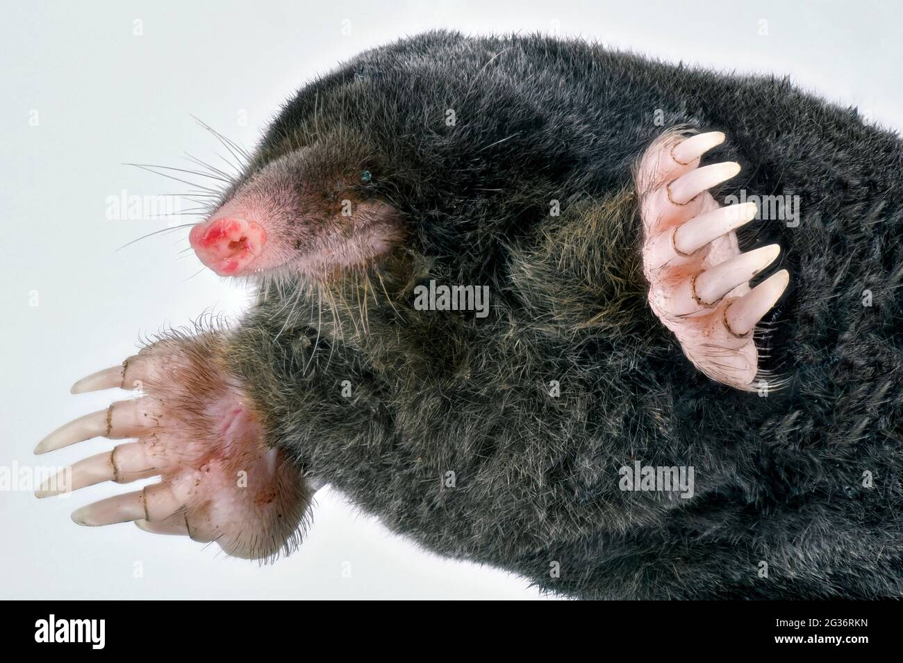 European mole, Common mole, Northern mole (Talpa europaea), portrait, cut-out, Germany Stock Photo