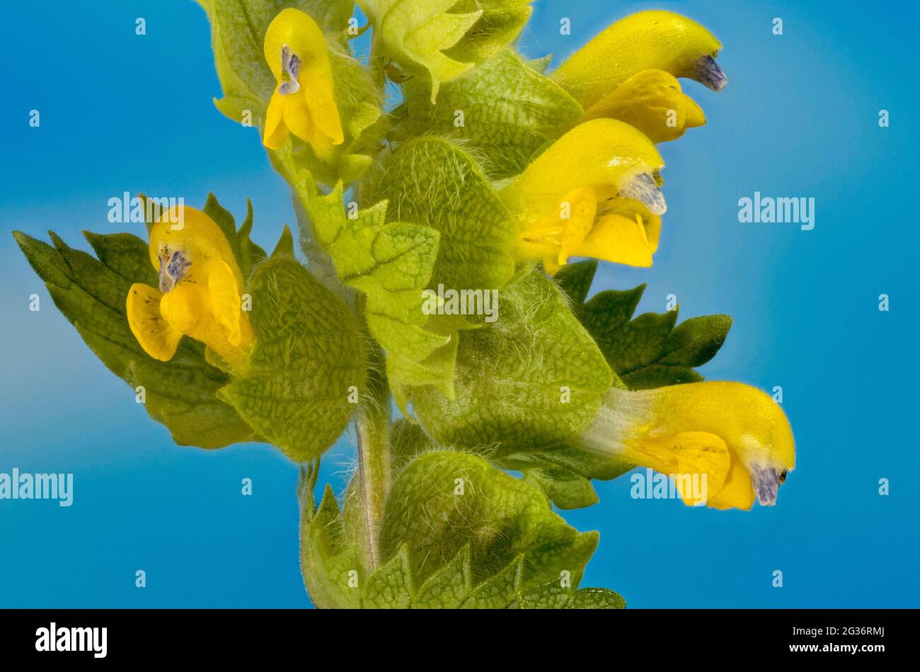 greater yellow rattle (Rhinanthus alectorolophus, Rhinanthus rumelicus, Rhinanthus major, Alectorolophus hirsutus), blooming, Germany, Bavaria Stock Photo
