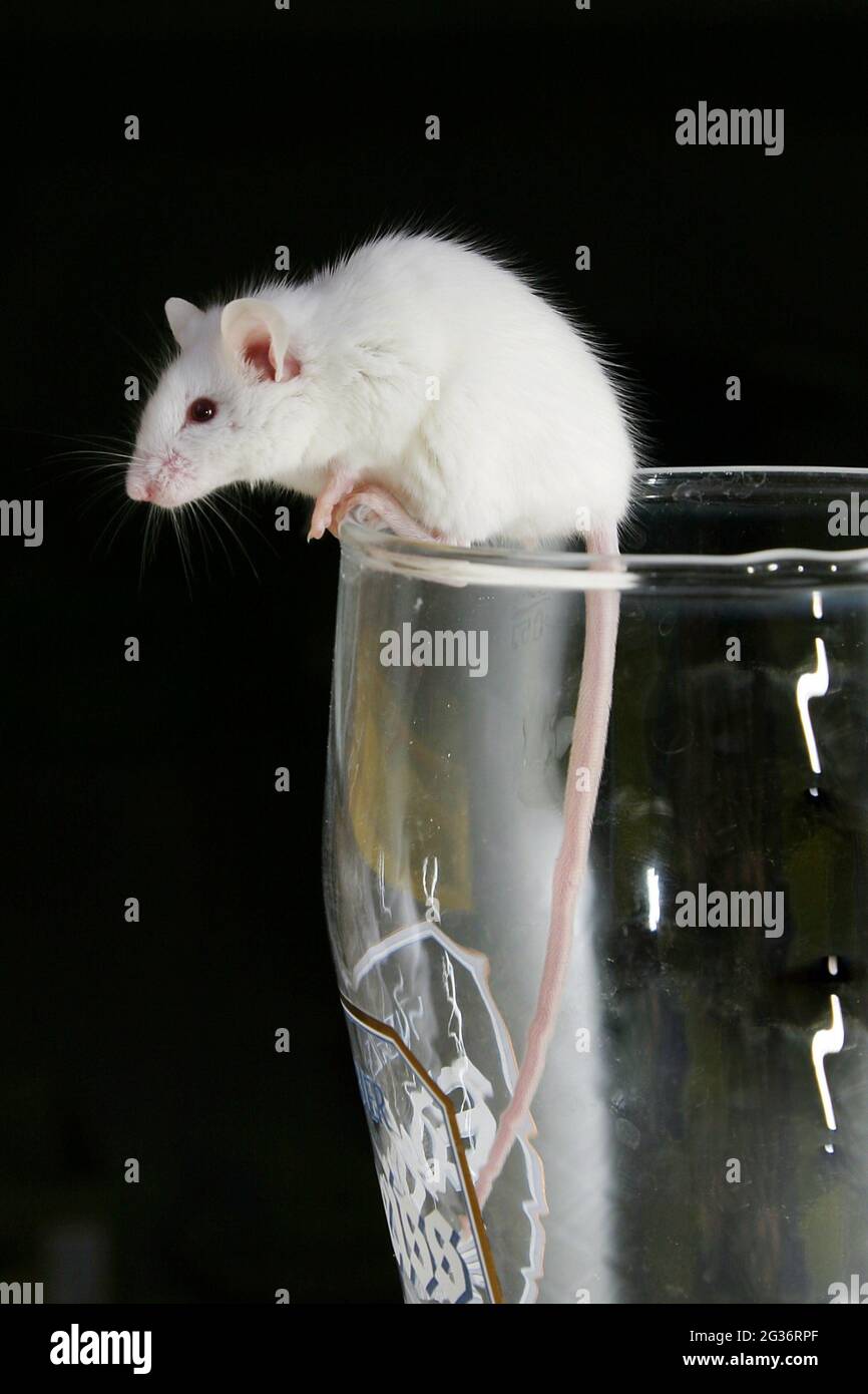 fancy mouse (Mus musculus), albino mouse on a beer glass Stock Photo