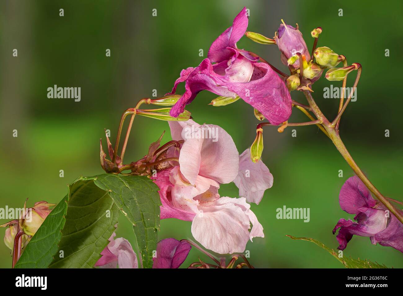 Himalayan balsam, Indian balsam, red jewelweed, ornamental jewelweed, policeman's helmet (Impatiens glandulifera), flowers, Germany, Bavaria Stock Photo