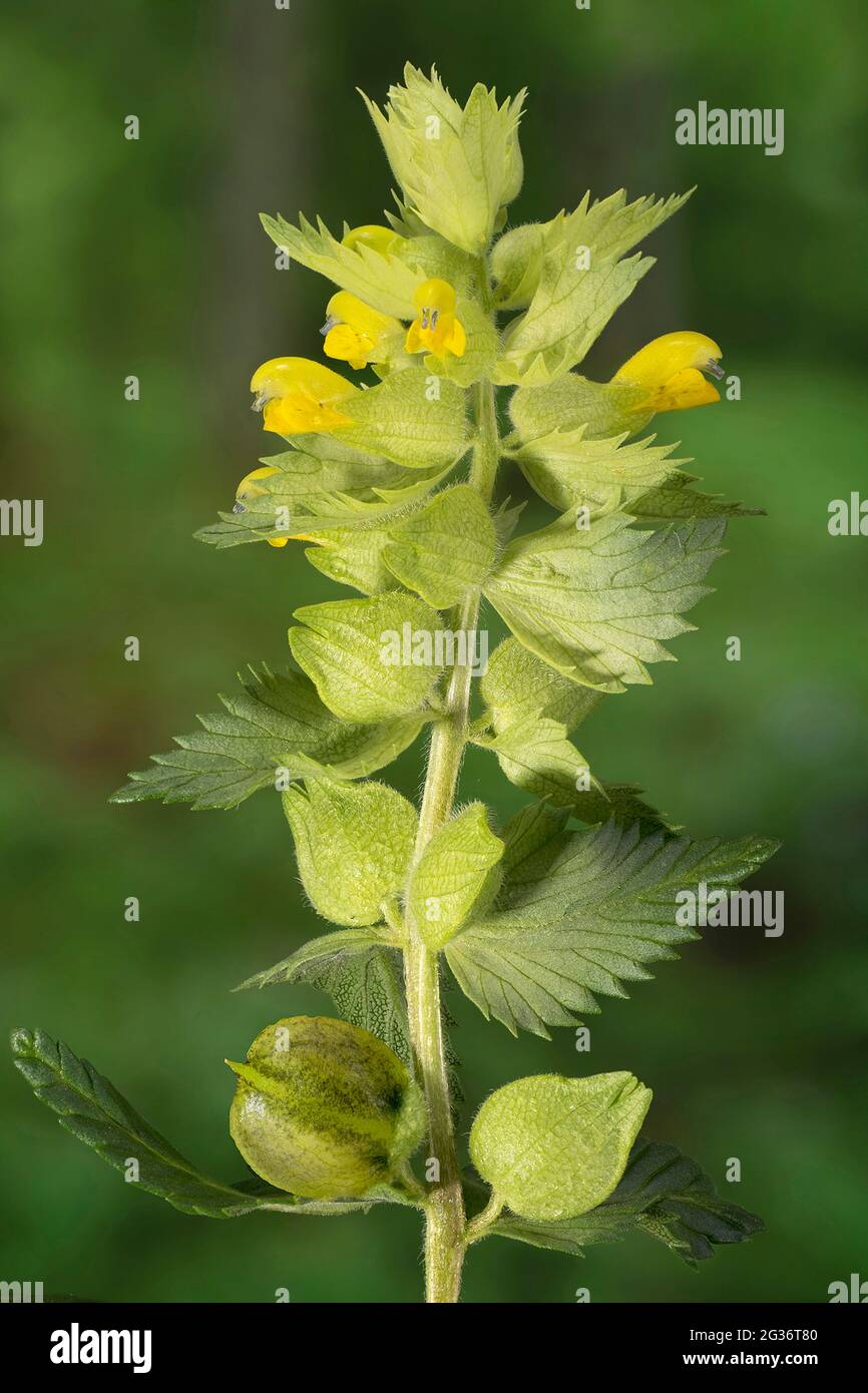 greater yellow rattle (Rhinanthus alectorolophus, Rhinanthus rumelicus, Rhinanthus major, Alectorolophus hirsutus), with flowers and fruits, Germany, Stock Photo