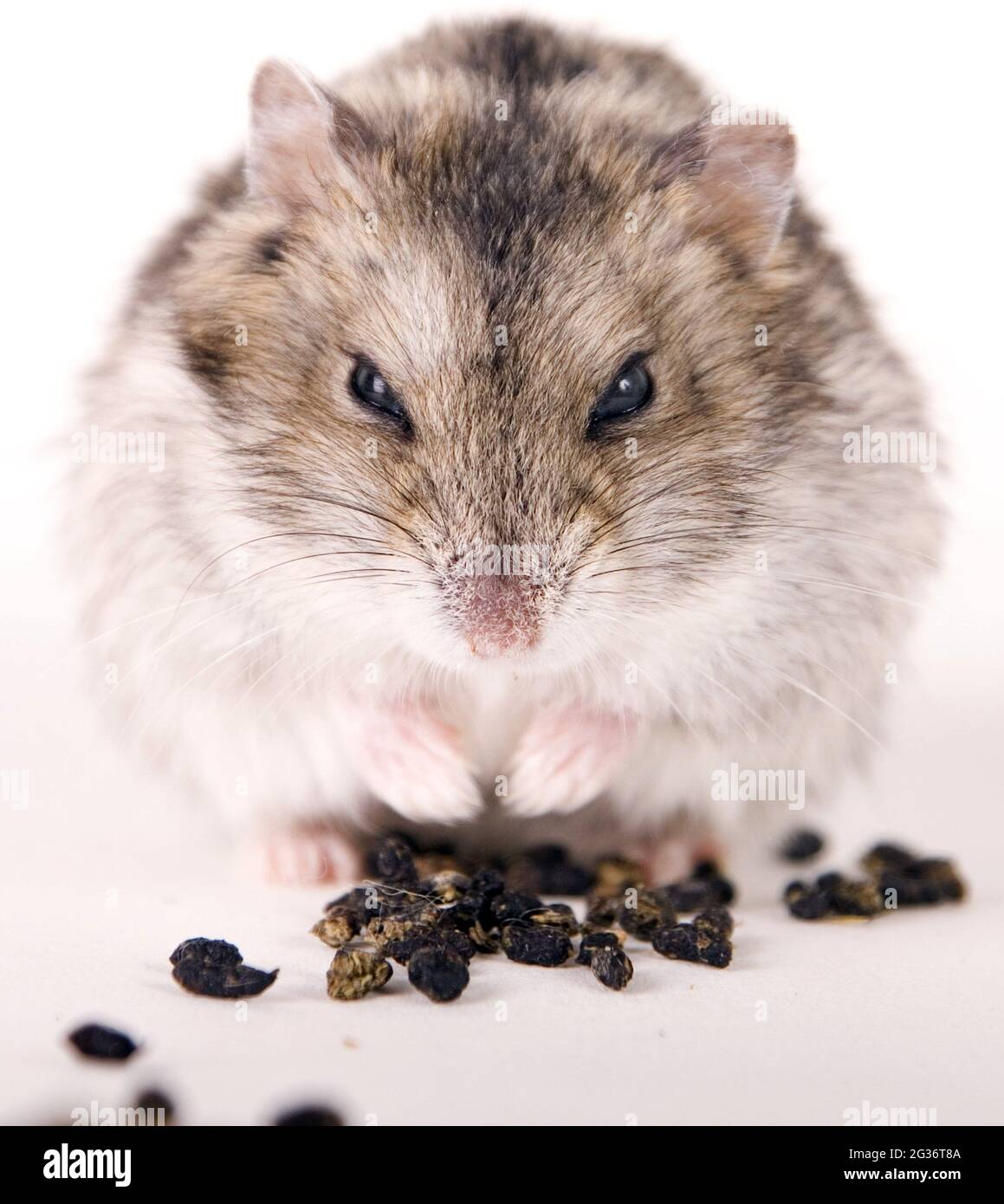 small desert hamsters, dwarf hamsters (Phodopus spec.), feeding seeds Stock Photo