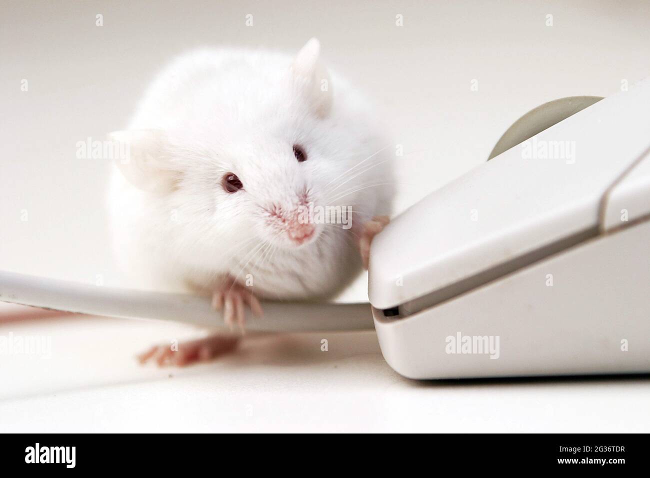 fancy mouse (Mus musculus), albino mouse and computer mouse Stock Photo