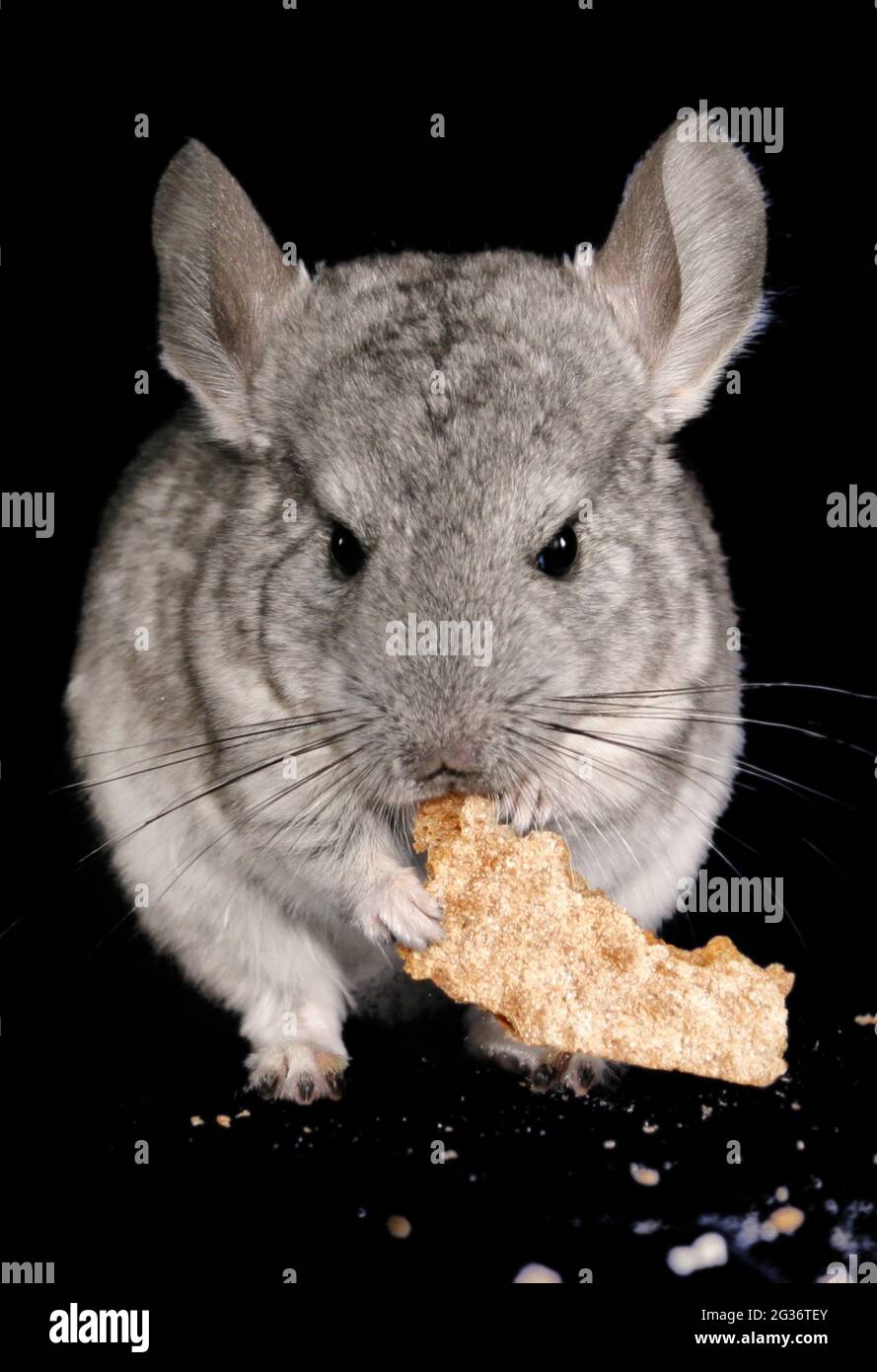 Can Chinchillas Eat Meat