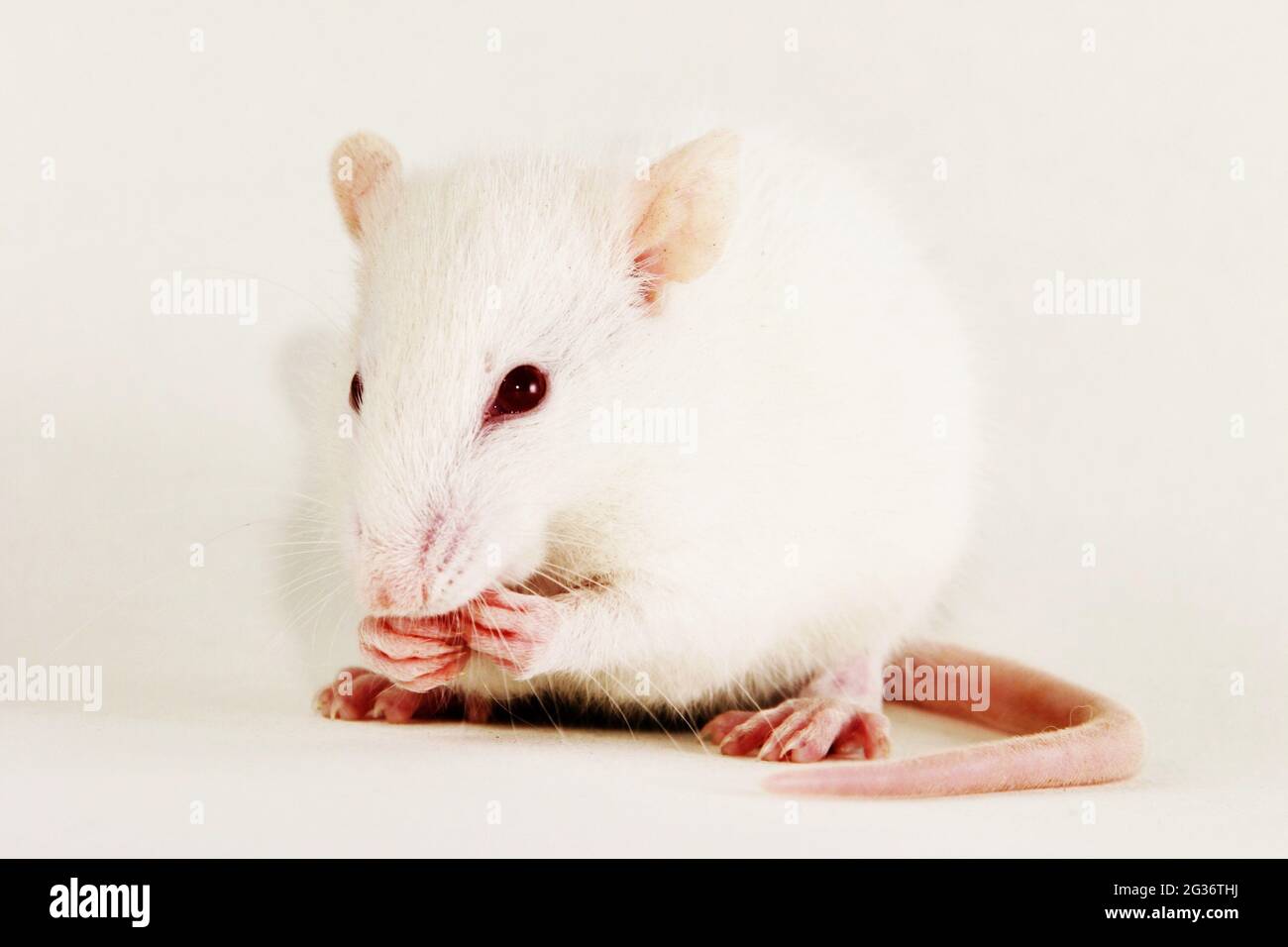 Fancy Rat, Brown rat (Rattus norvegicus domesticus, Rattus norvegicus ...